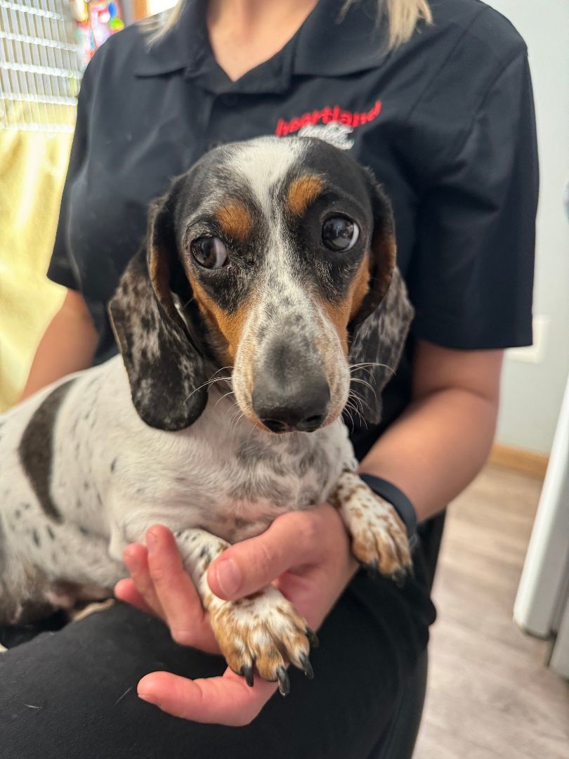 Enlarge Pixie, a Adopted Miniature Dachshund in Hoisington, KS image 2/3