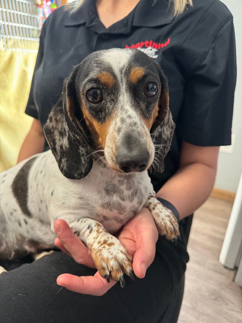 Enlarge Pixie, a Adopted Miniature Dachshund in Hoisington, KS image 3/3