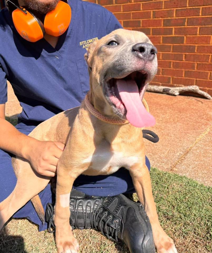 Louis, a ADOPTABLE mixed breed in Stillwater, OK image 4/4