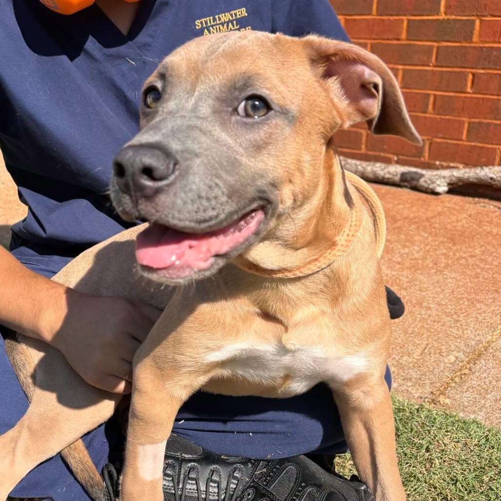 Louis, a ADOPTABLE mixed breed in Stillwater, OK image 3/4