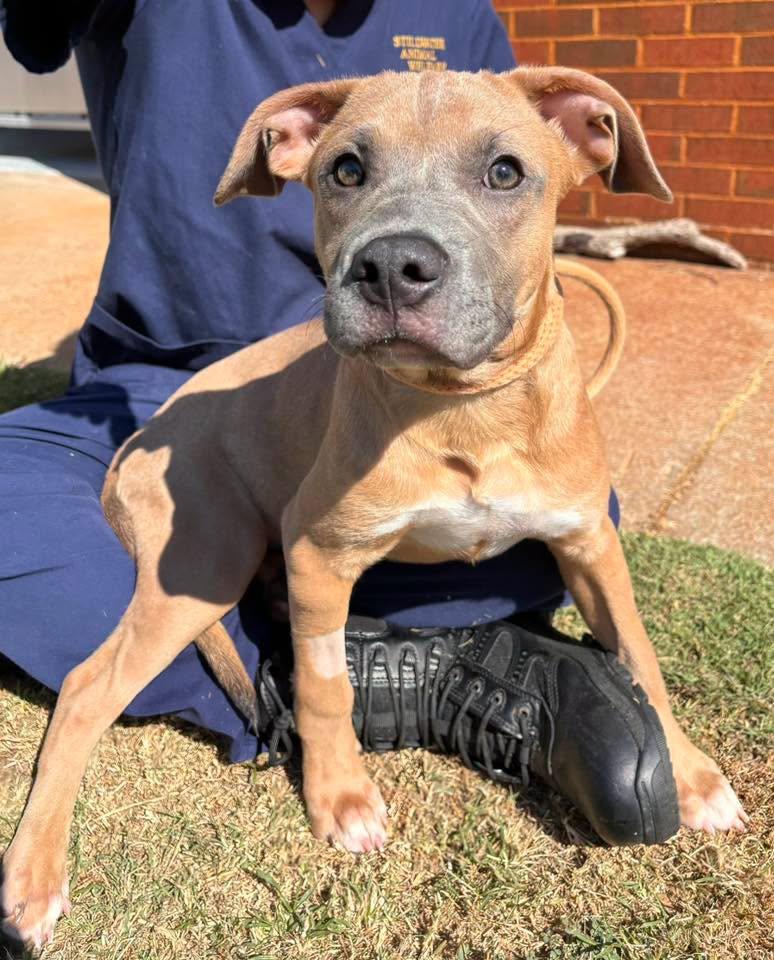 Louis, a ADOPTABLE mixed breed in Stillwater, OK image 1/4