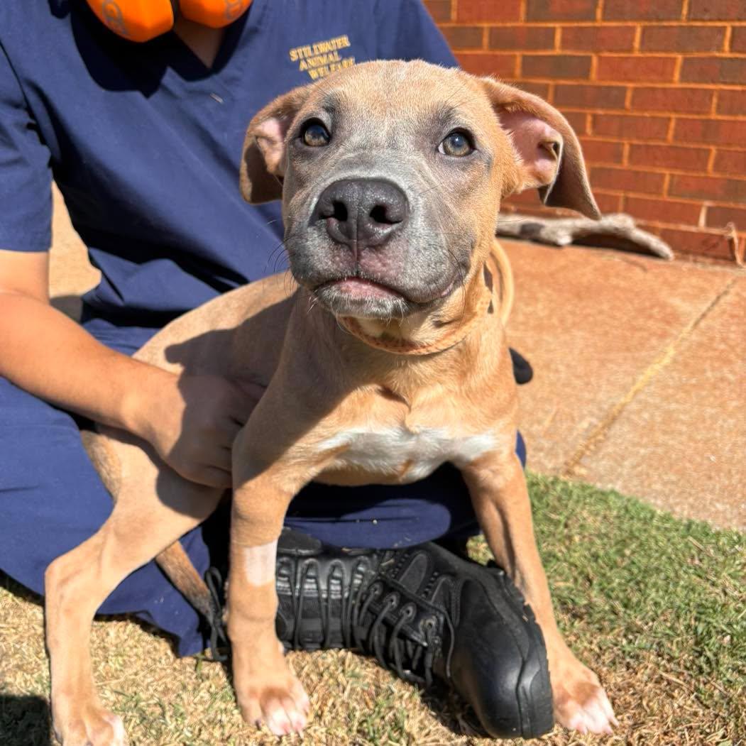 Louis, a ADOPTABLE mixed breed in Stillwater, OK image 2/4