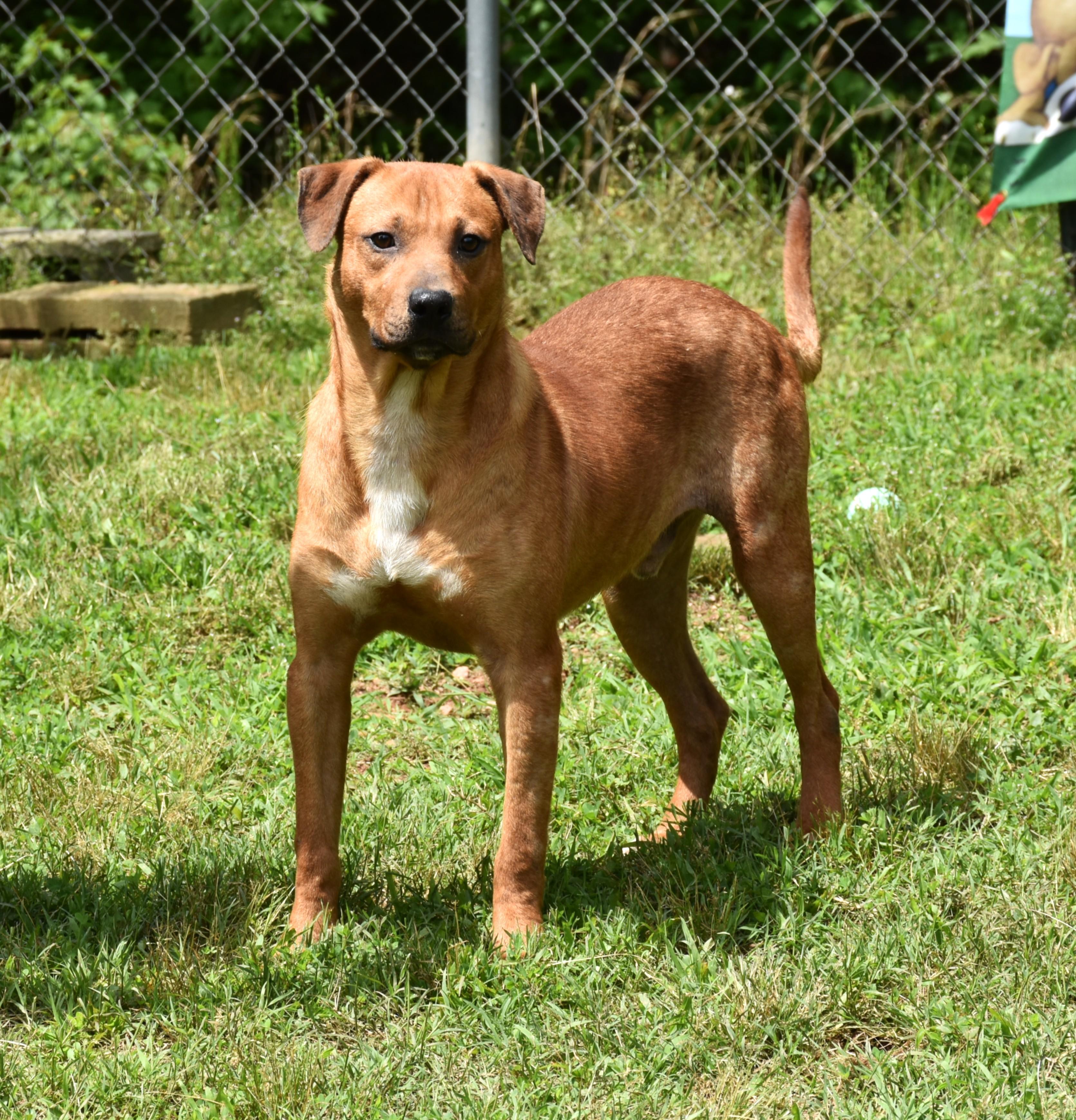 Enlarge Taz, a Adoptable mixed breed in Wedowee, AL image 3/6