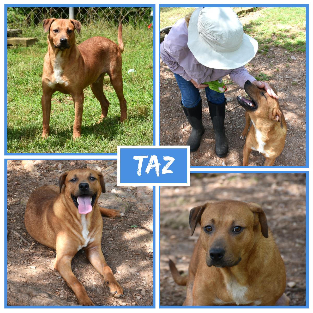 Taz, Adoptable, Young Male Labrador Retriever.