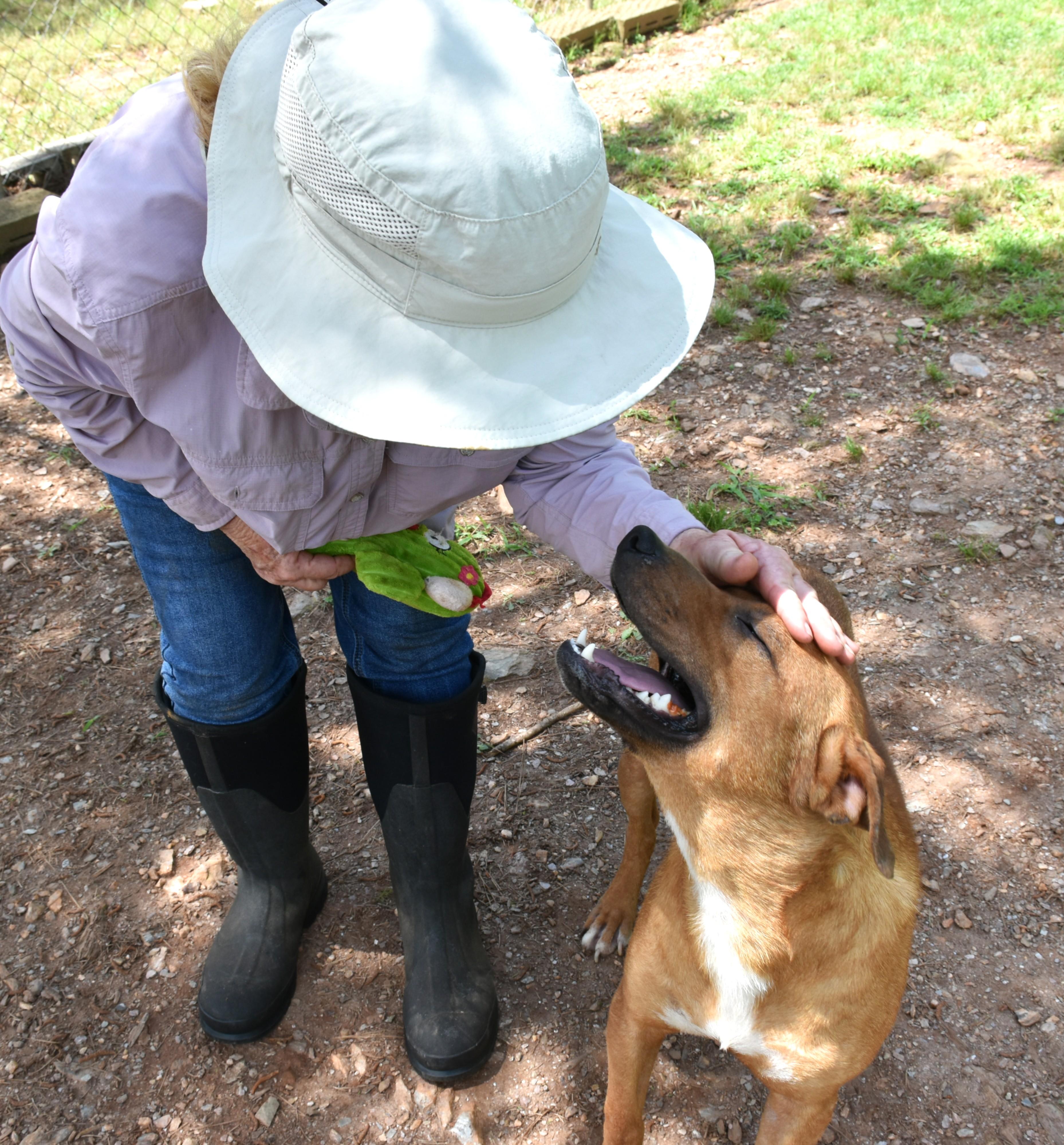 Enlarge Taz, a Adoptable mixed breed in Wedowee, AL image 4/6