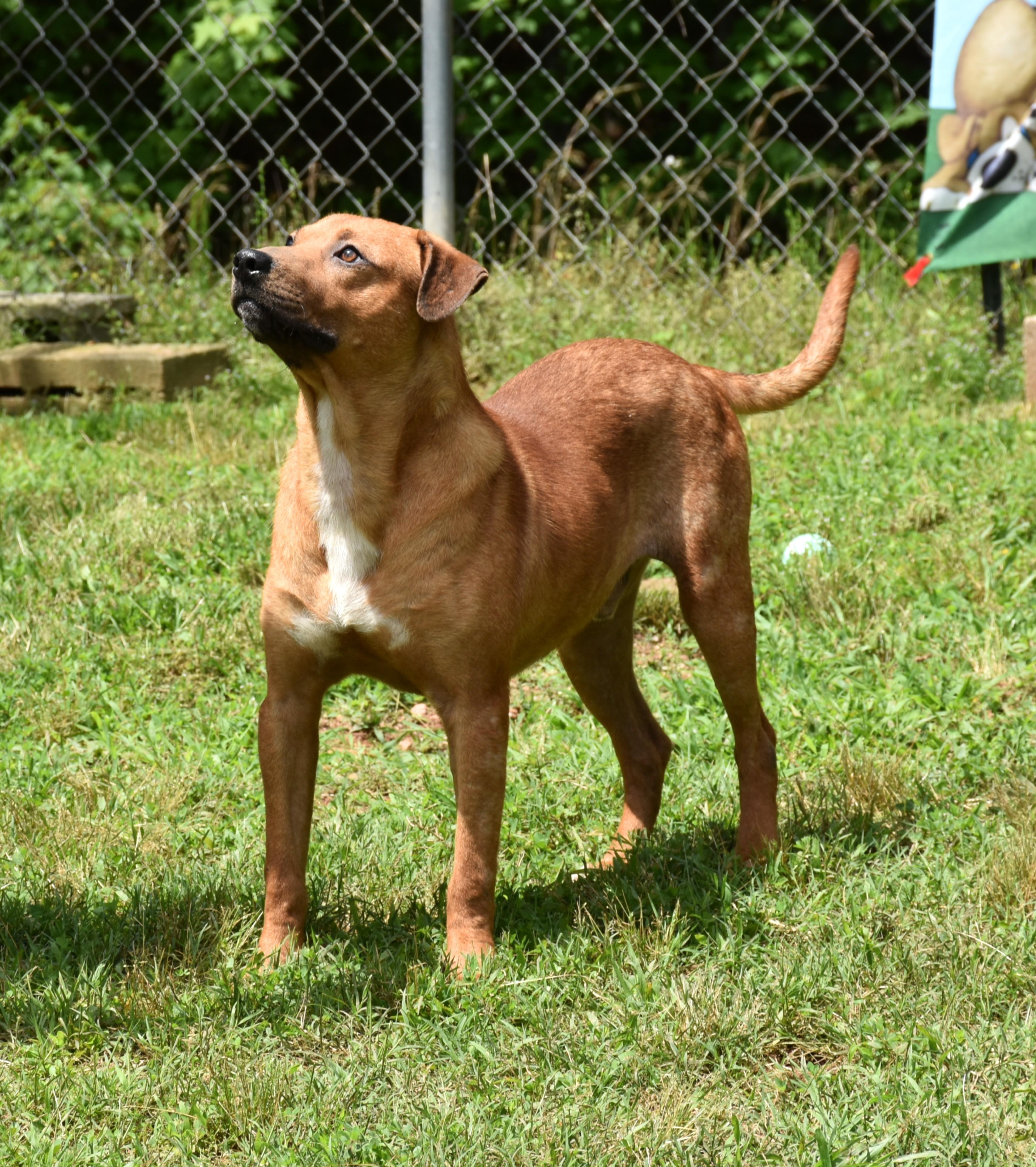 Enlarge Taz, a Adoptable mixed breed in Wedowee, AL image 5/6