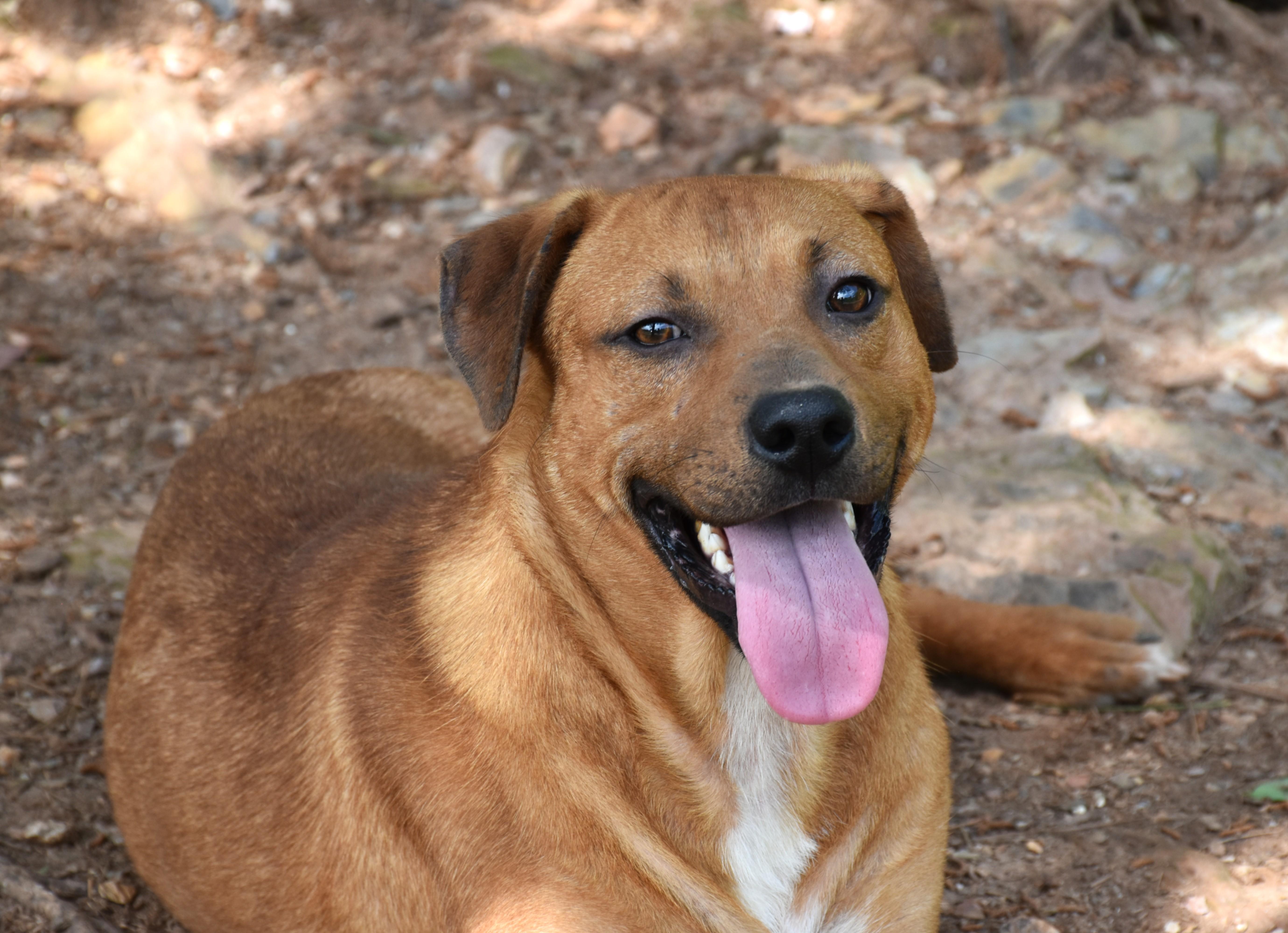 Enlarge Taz, a Adoptable mixed breed in Wedowee, AL image 2/6