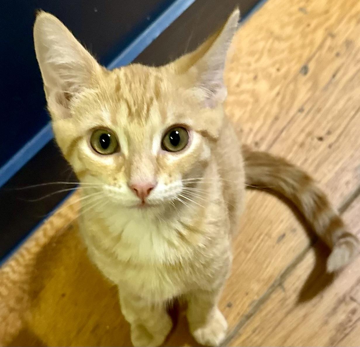 Orangey, adopted, Young Male American Shorthair & Tabby.