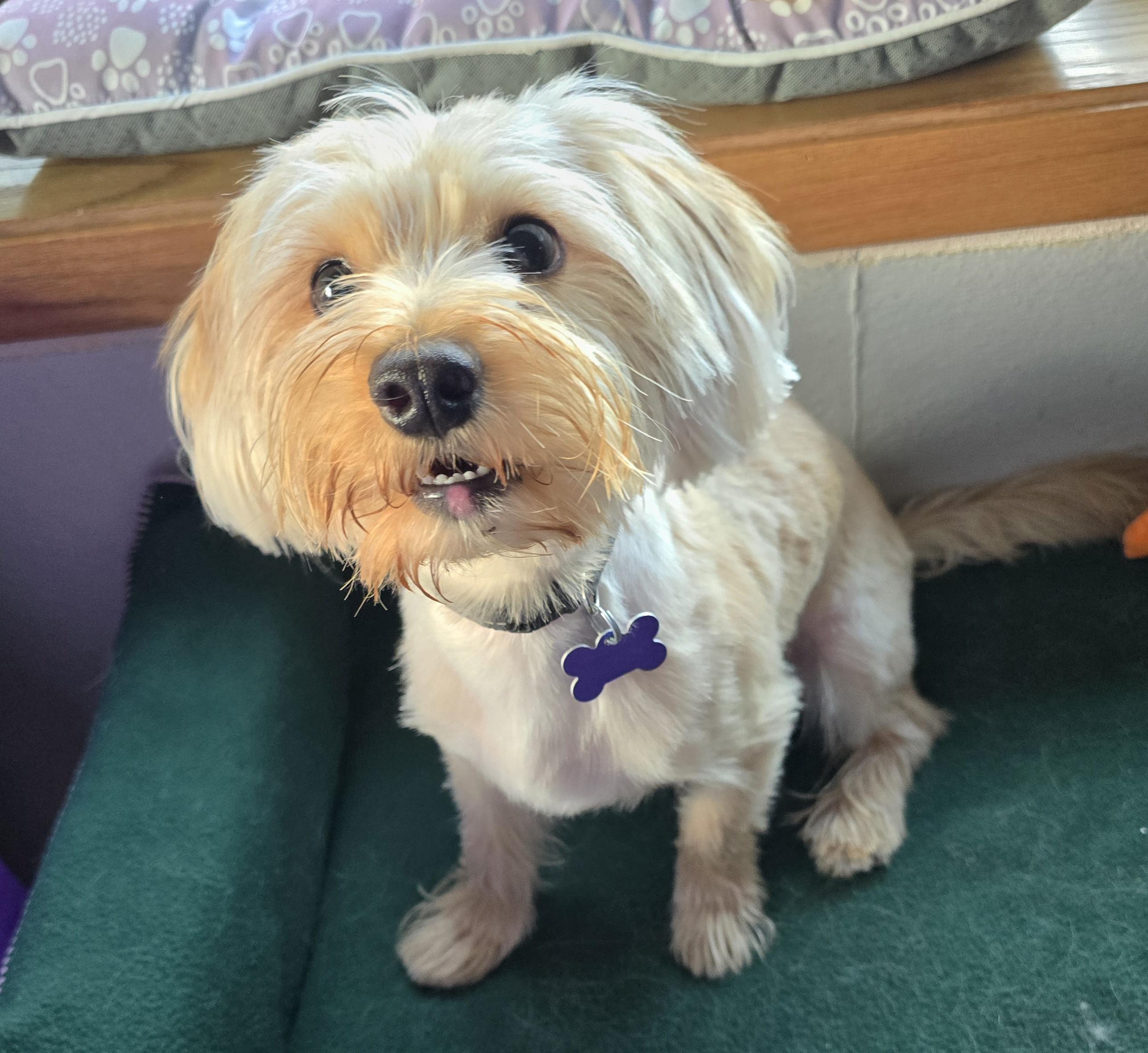 Calvin-*applications pending *, an adoptable Yorkshire Terrier, Maltese in Jamestown, ND, 58401 | Photo Image 4