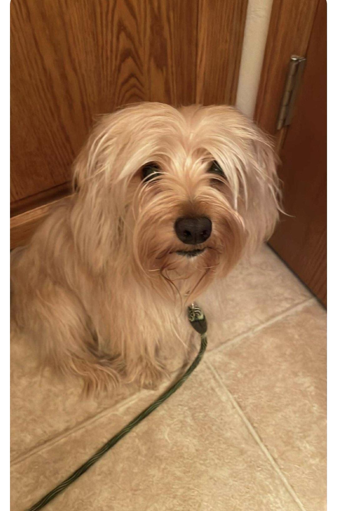 Calvin-*applications pending *, an adoptable Yorkshire Terrier, Maltese in Jamestown, ND, 58401 | Photo Image 6