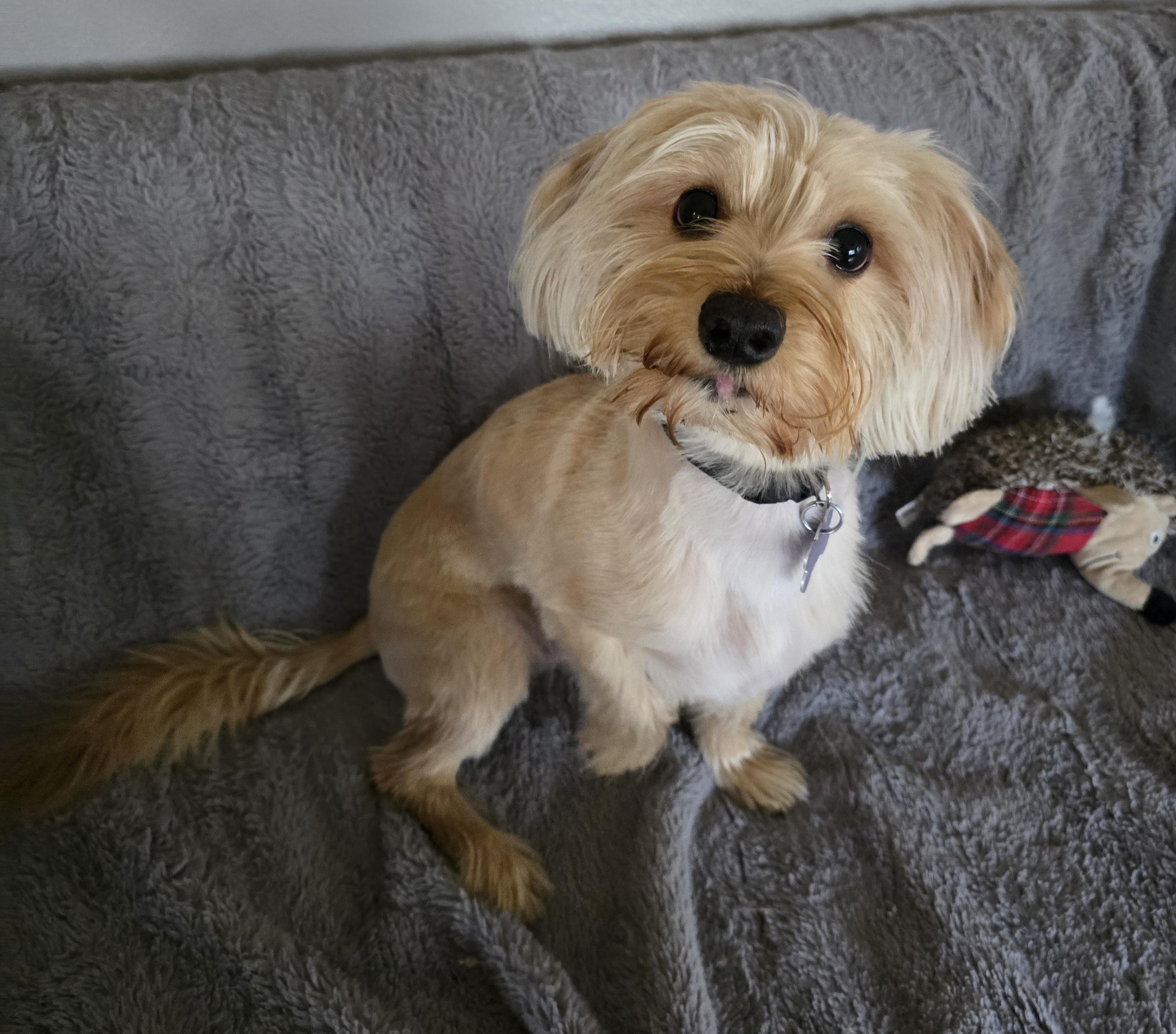 Calvin-*applications pending *, an adoptable Yorkshire Terrier, Maltese in Jamestown, ND, 58401 | Photo Image 5