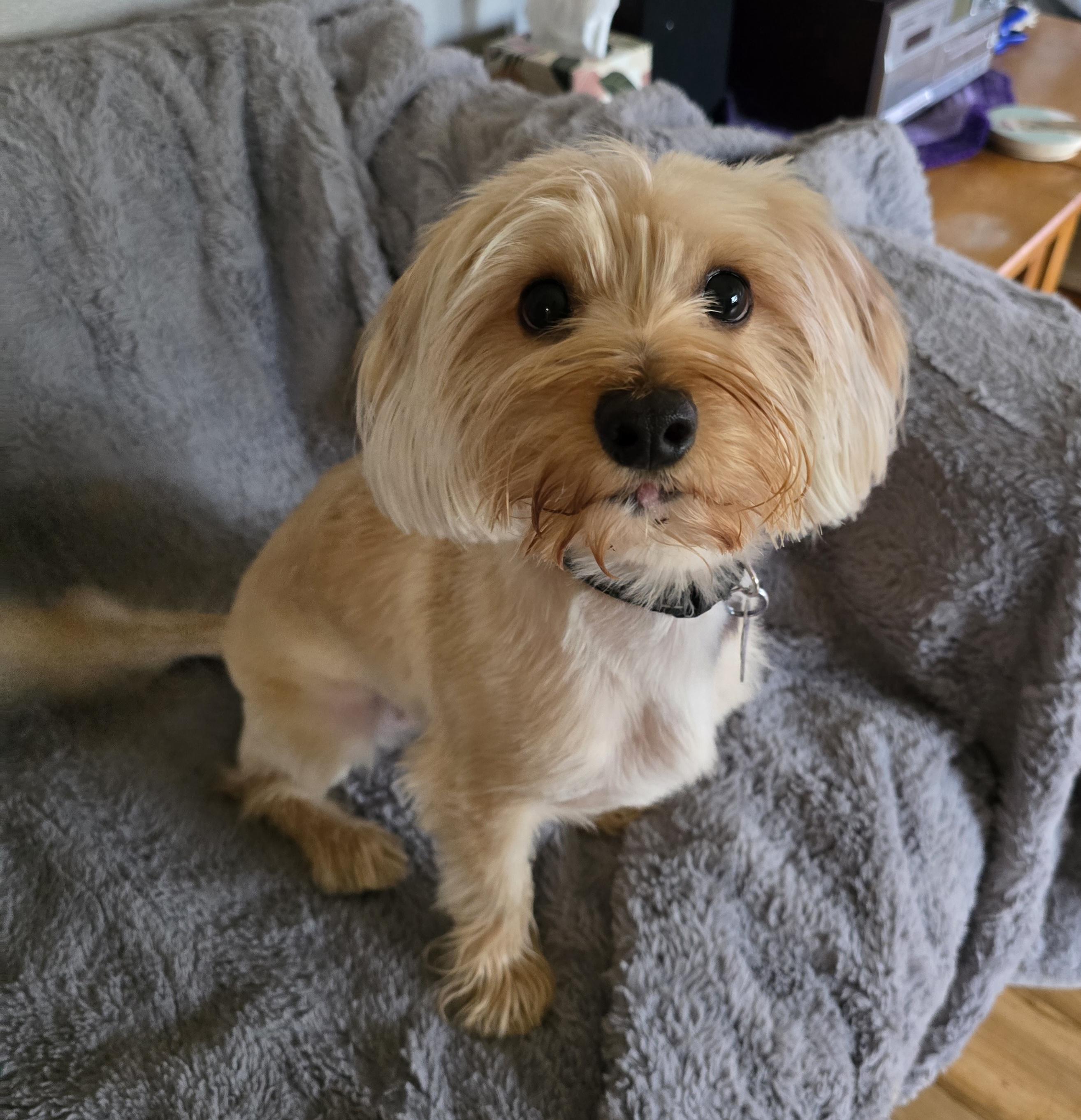 Calvin-*applications pending *, an adoptable Yorkshire Terrier, Maltese in Jamestown, ND, 58401 | Photo Image 1