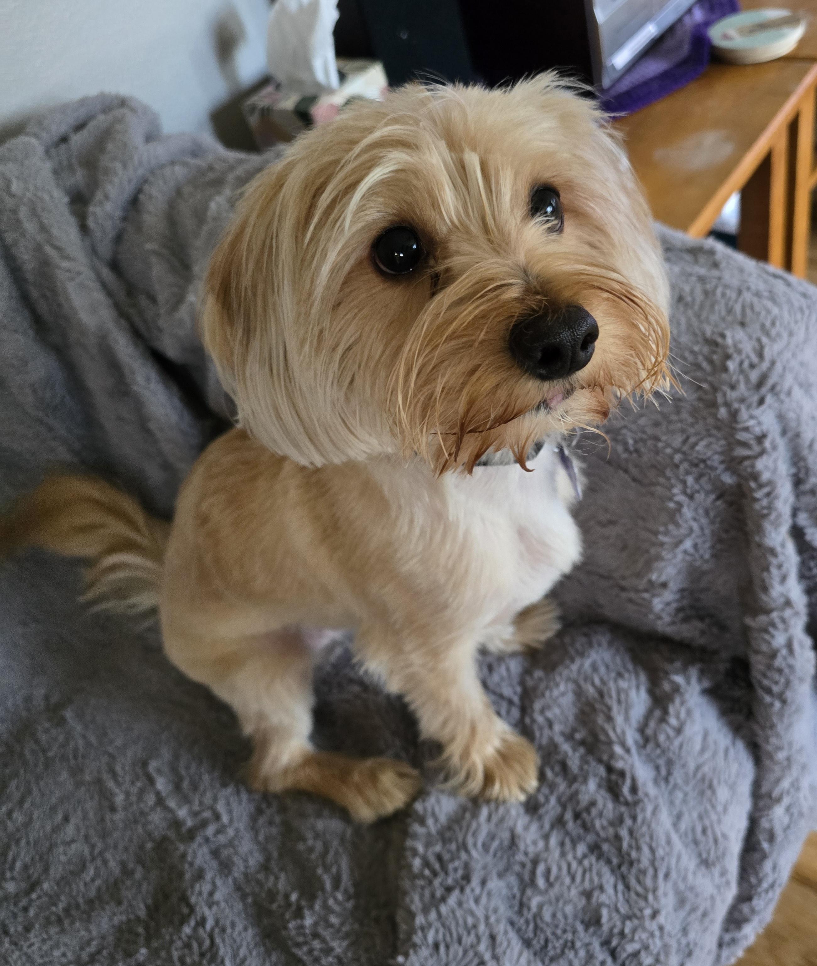 Calvin-*applications pending *, an adoptable Yorkshire Terrier, Maltese in Jamestown, ND, 58401 | Photo Image 3