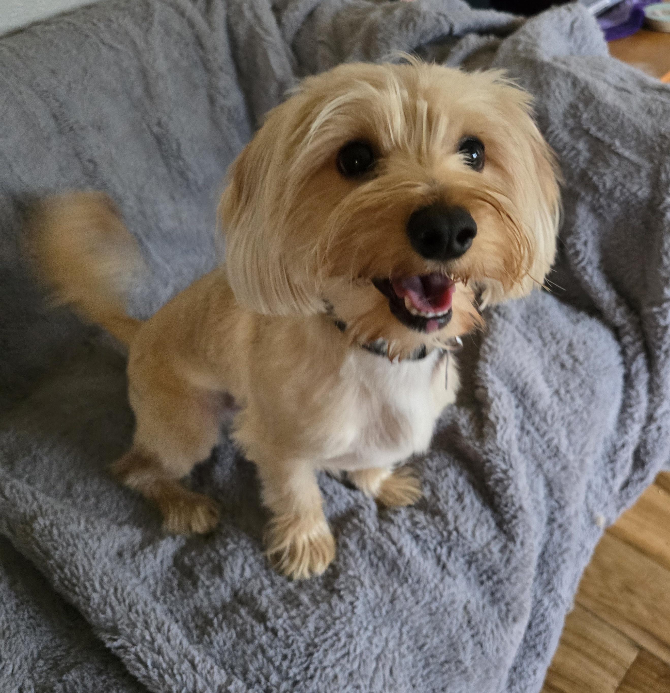 Calvin-*applications pending *, an adoptable Yorkshire Terrier, Maltese in Jamestown, ND, 58401 | Photo Image 2