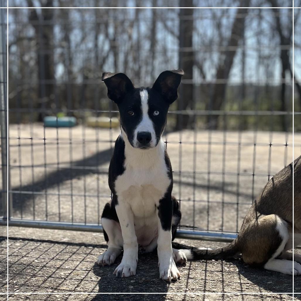 Jersey-Devil, Adoptable, Young Female Husky & Pit Bull Terrier.
