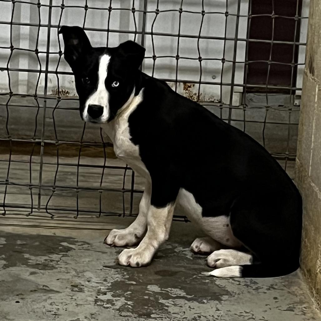 Enlarge Jersey, a Adoptable mixed breed in Clarksville, AR image 2/6