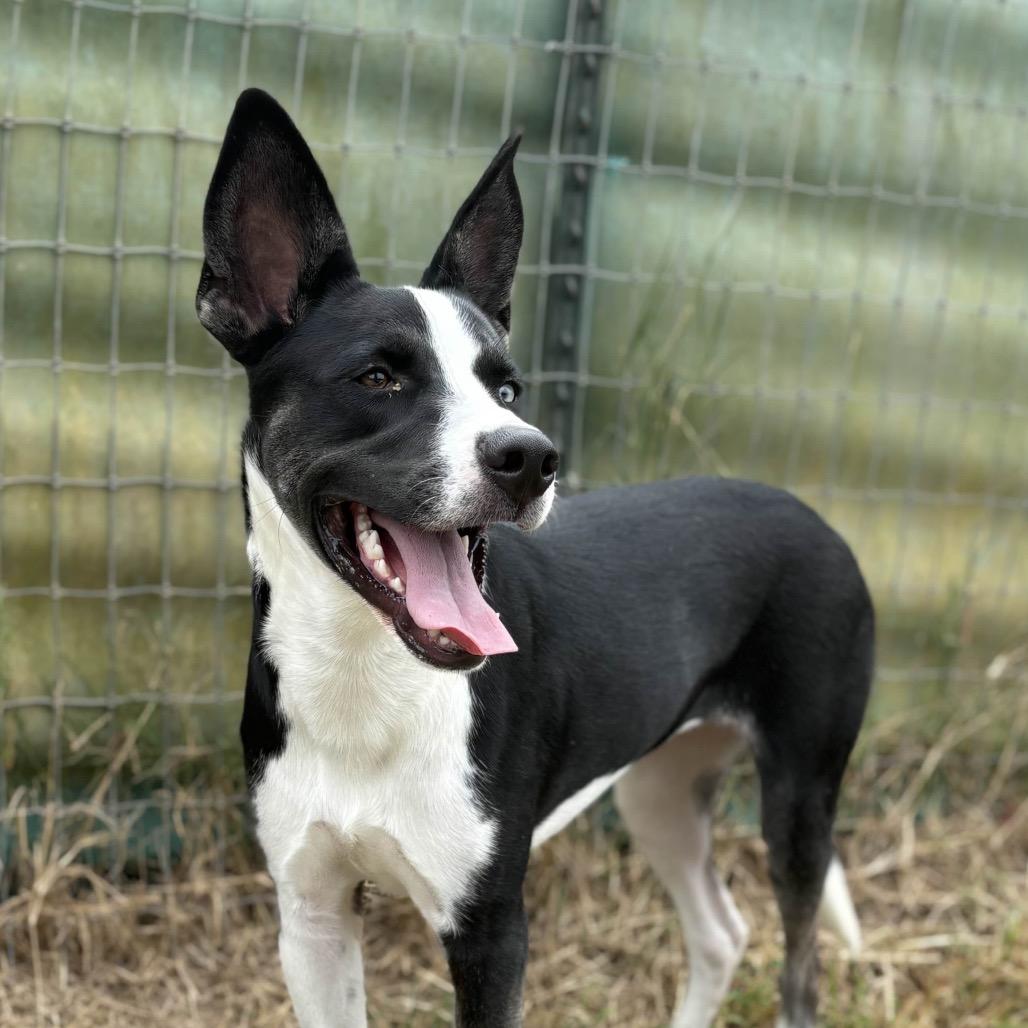 Jersey-Devil, Adoptable, Young Female Husky & Pit Bull Terrier.
