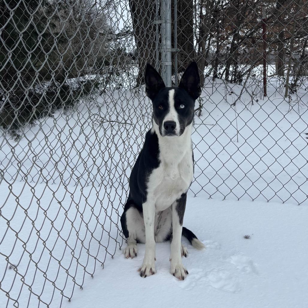 Enlarge Jersey, a Adoptable mixed breed in Clarksville, AR image 4/6