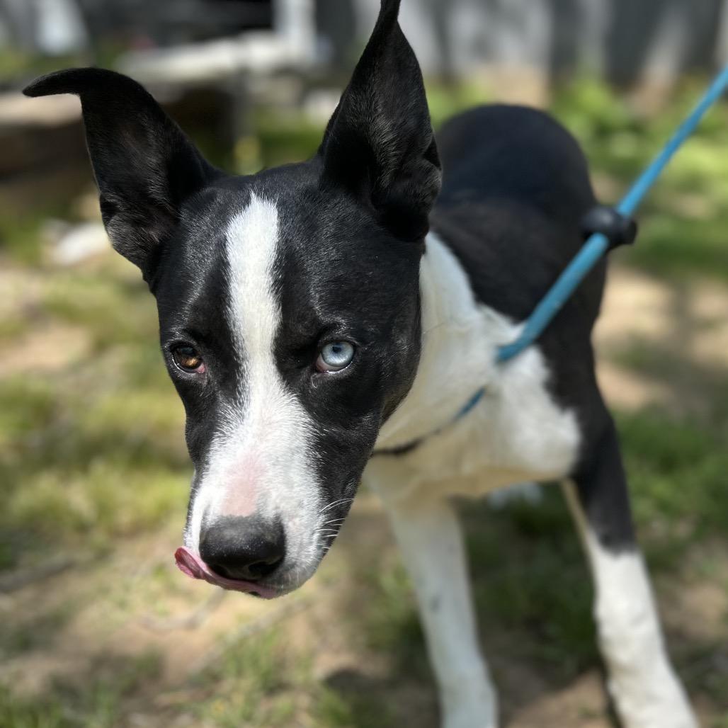 Enlarge Jersey, a Adoptable mixed breed in Clarksville, AR image 5/6