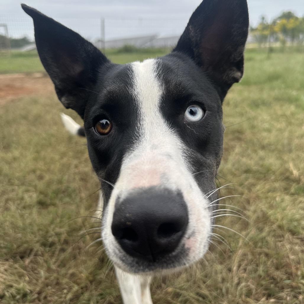 Enlarge Jersey, a Adoptable mixed breed in Clarksville, AR image 6/6