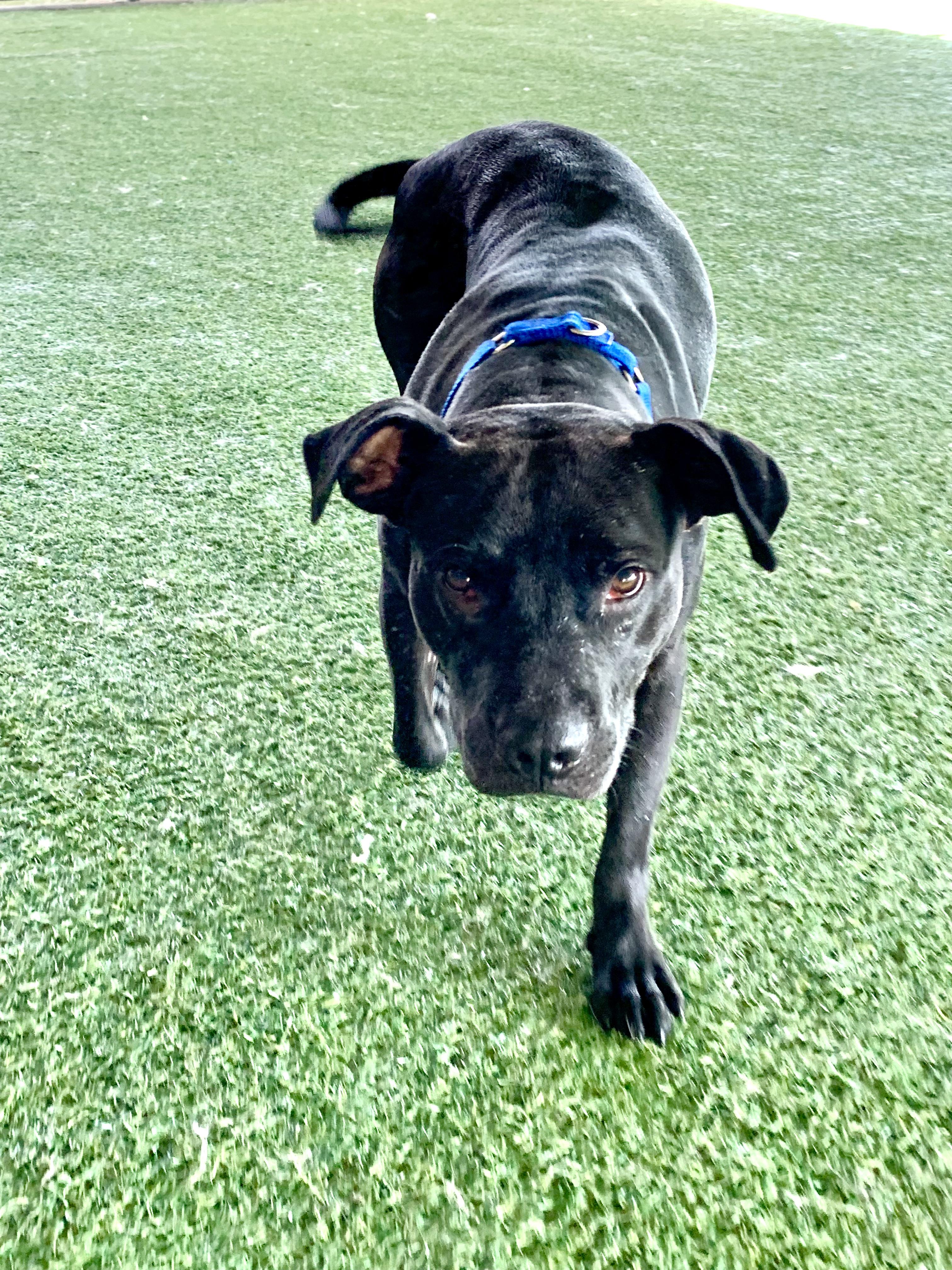Big Tikes aka Mr. T. Pit Bull Terrier Dog