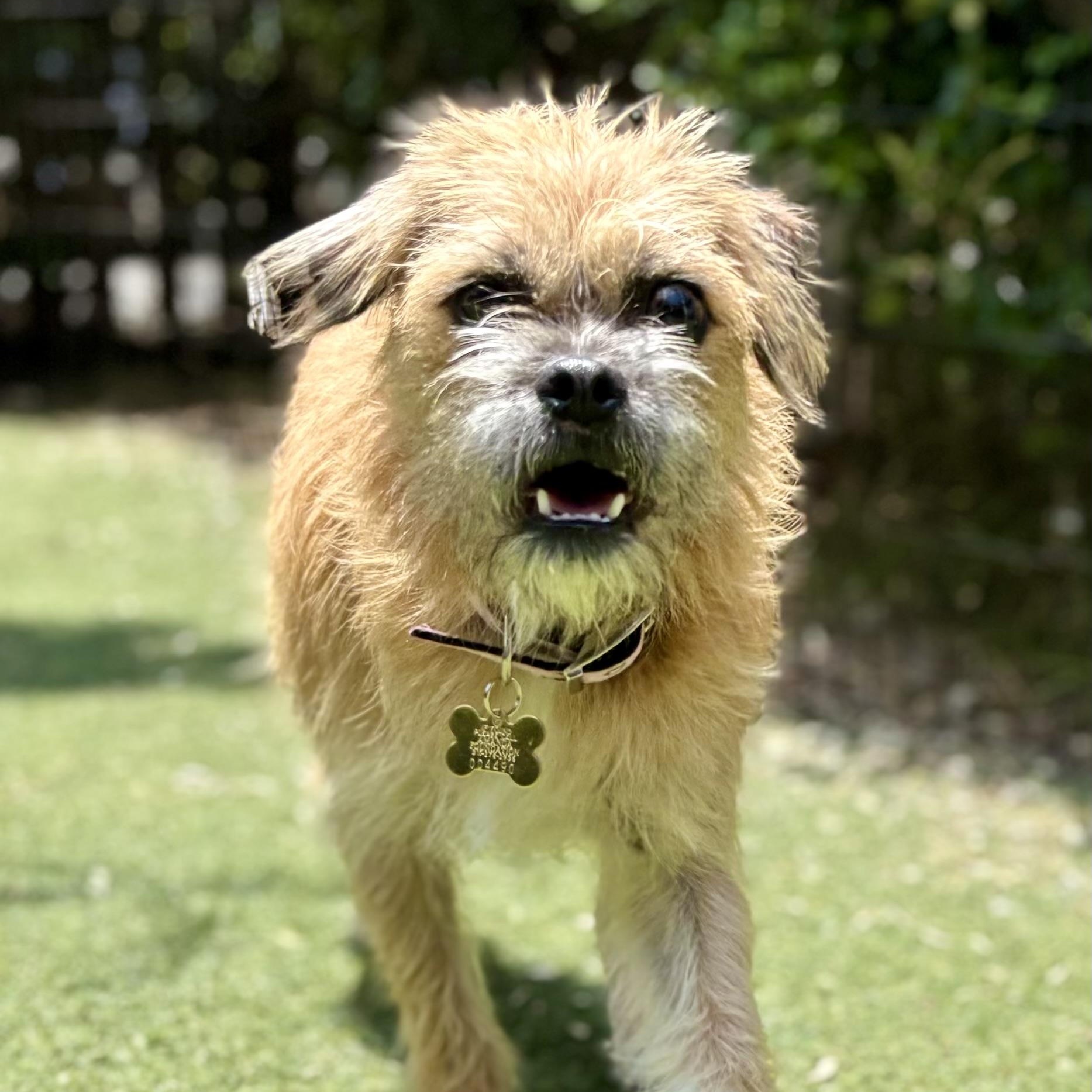 Emily Brussels Griffon Dog