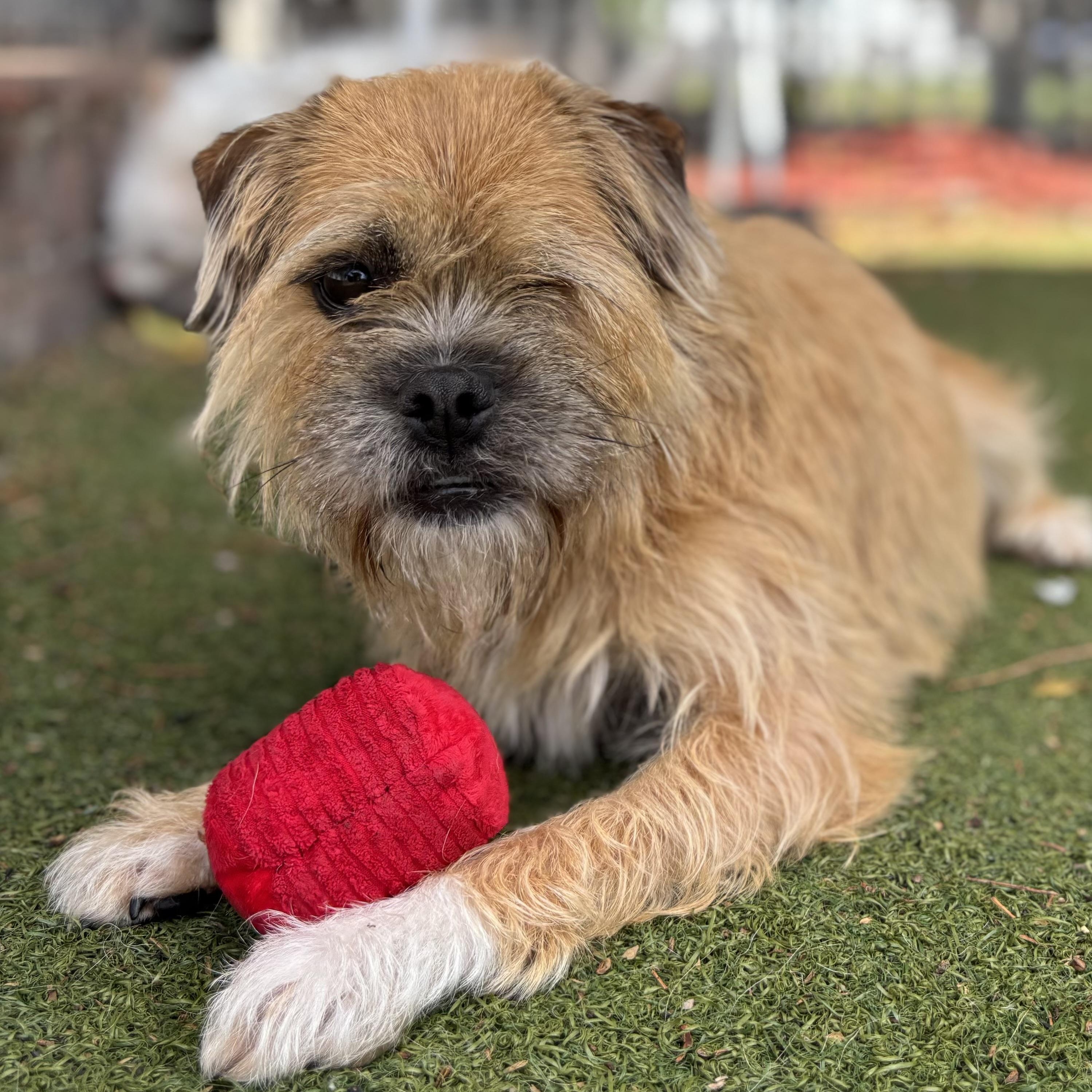 Emily, Adoptable, Young Female Brussels Griffon & Shih Tzu.