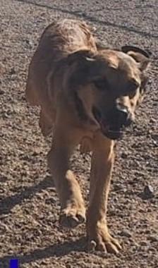 Enlarge Blinky, an adopted mixed breed in Chappell, NE image 1/1