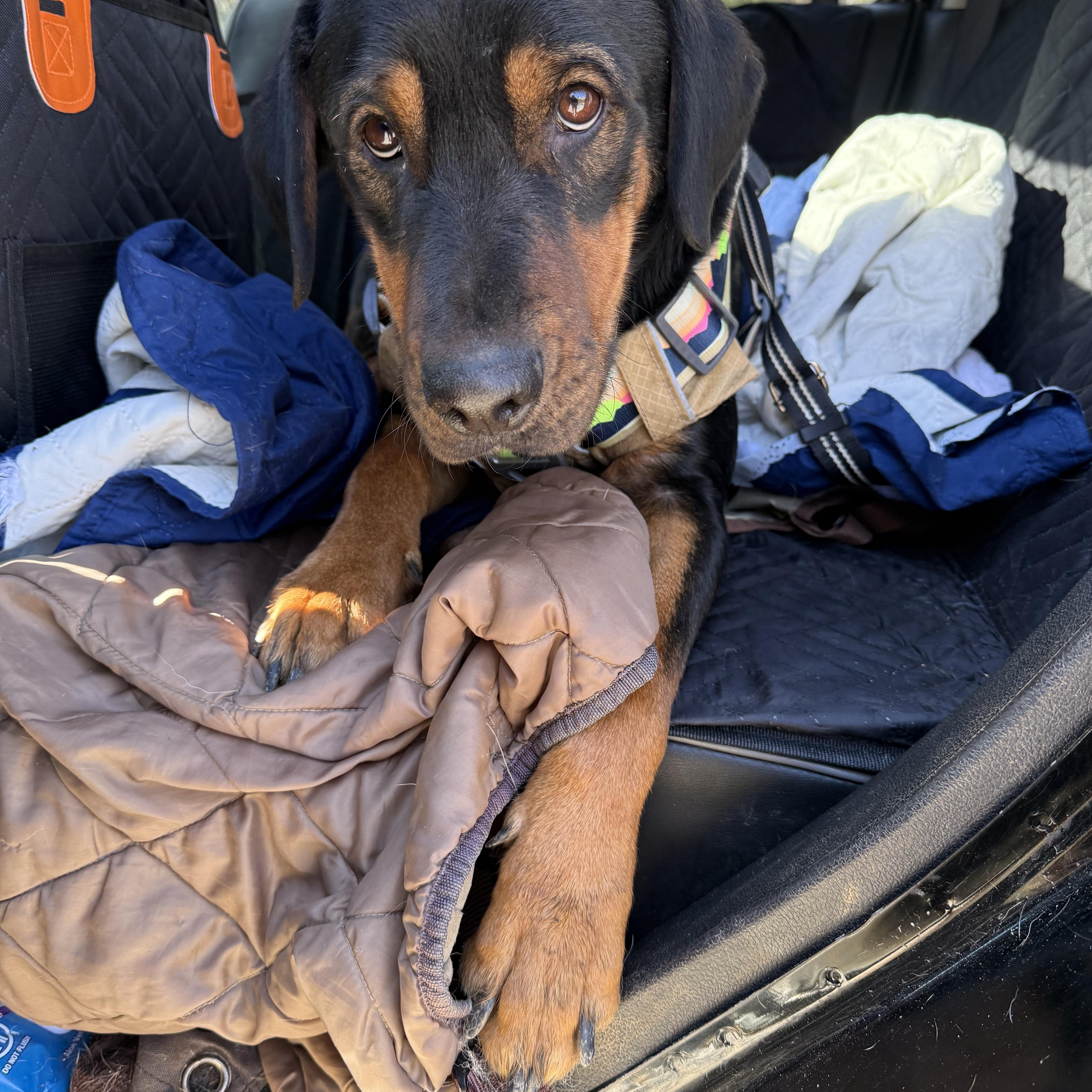 Enlarge Whiskey, a ADOPTABLE mixed breed in Woburn, MA image 6/6