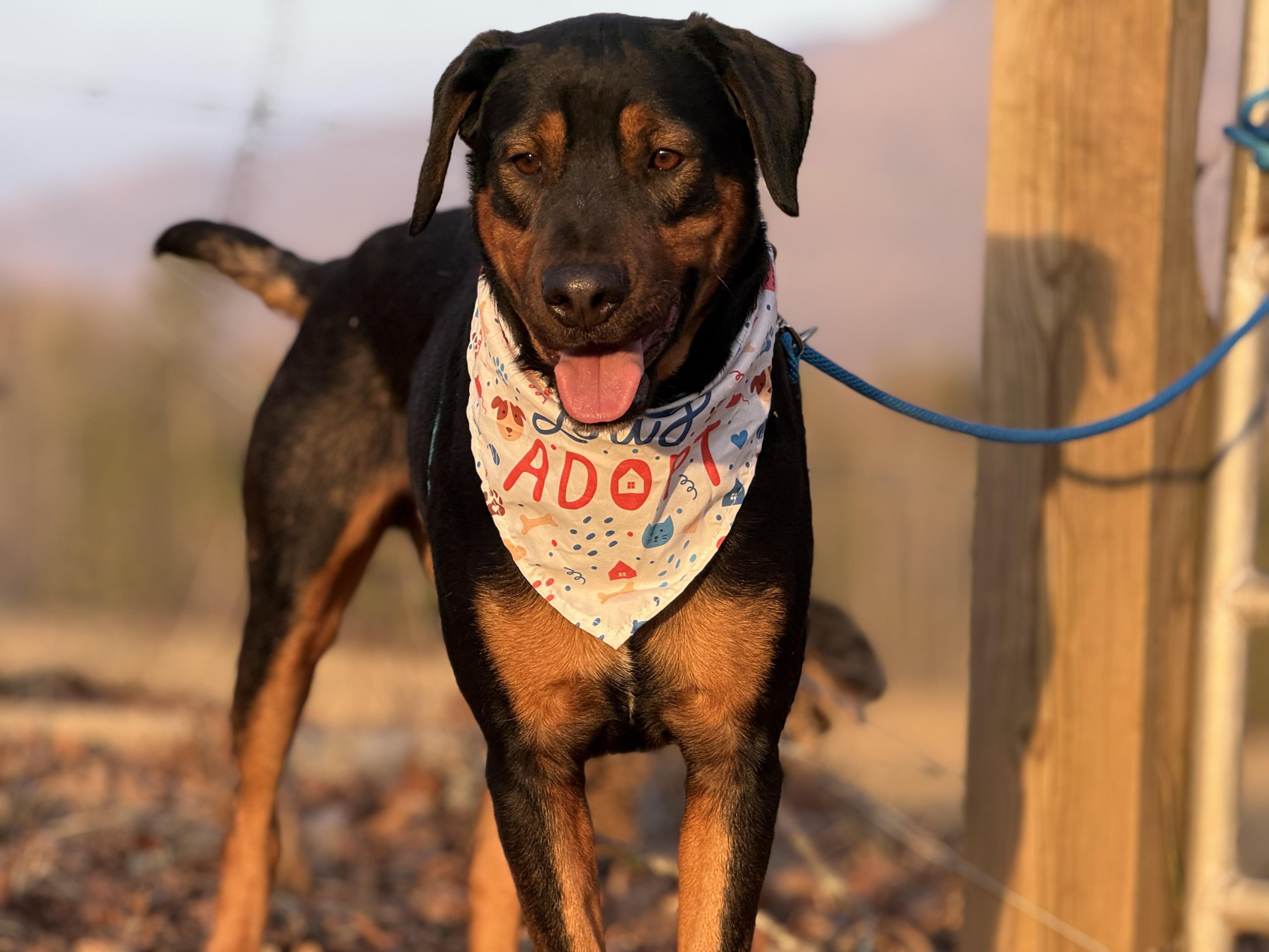 Enlarge Whiskey, a ADOPTABLE mixed breed in Woburn, MA image 5/6