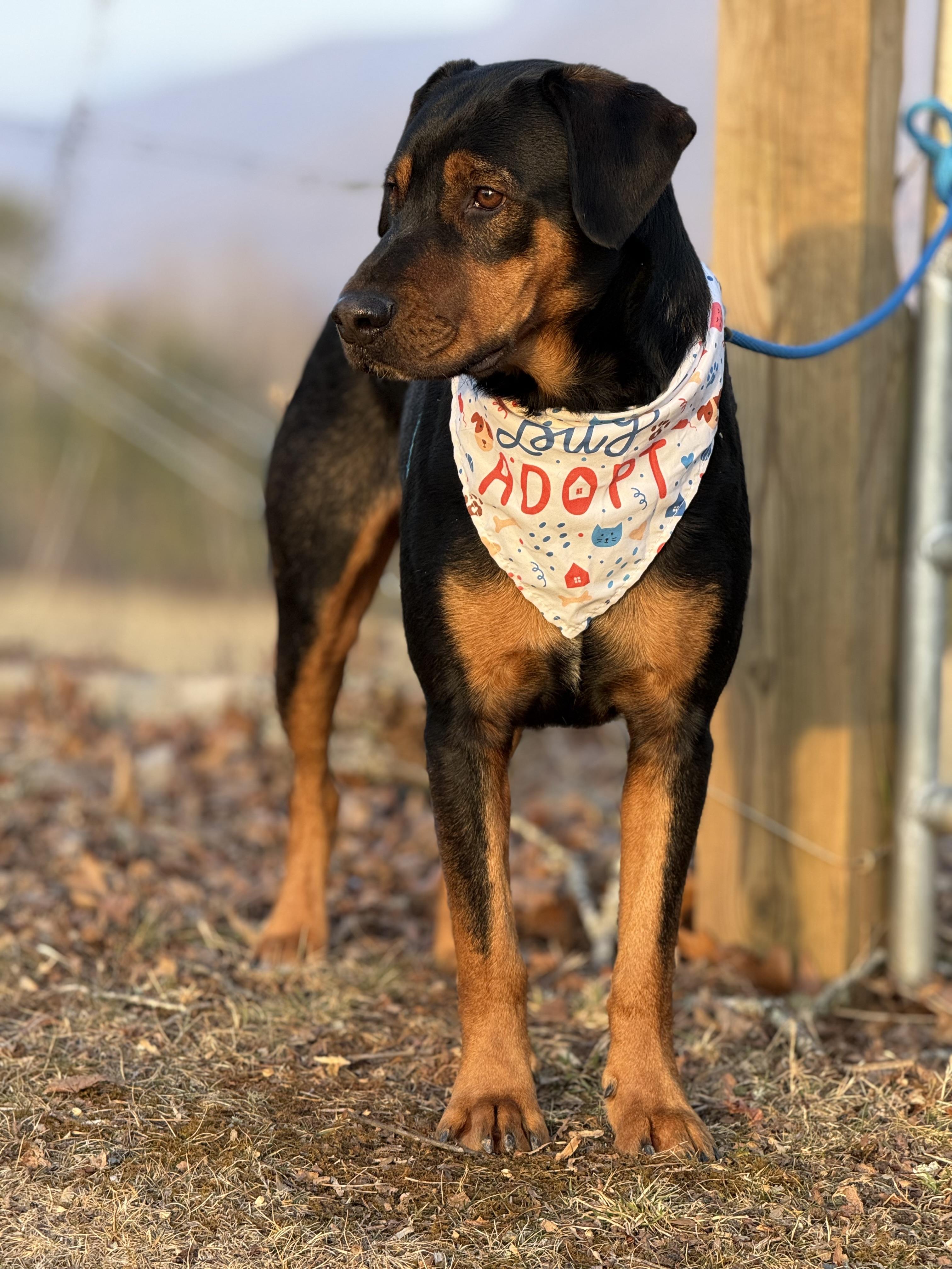 Enlarge Whiskey, a ADOPTABLE mixed breed in Woburn, MA image 3/6