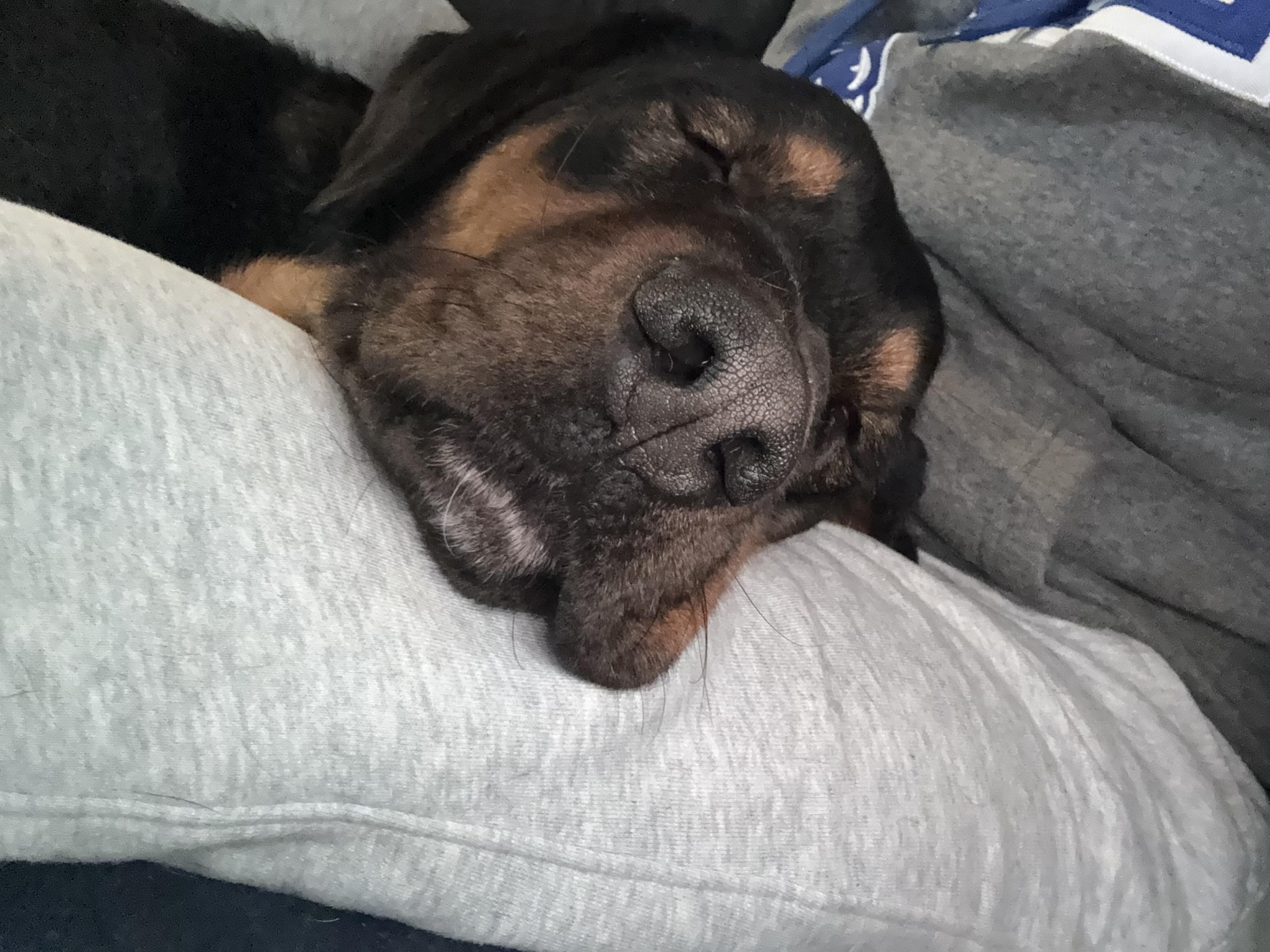 Whiskey — thumbnail 4