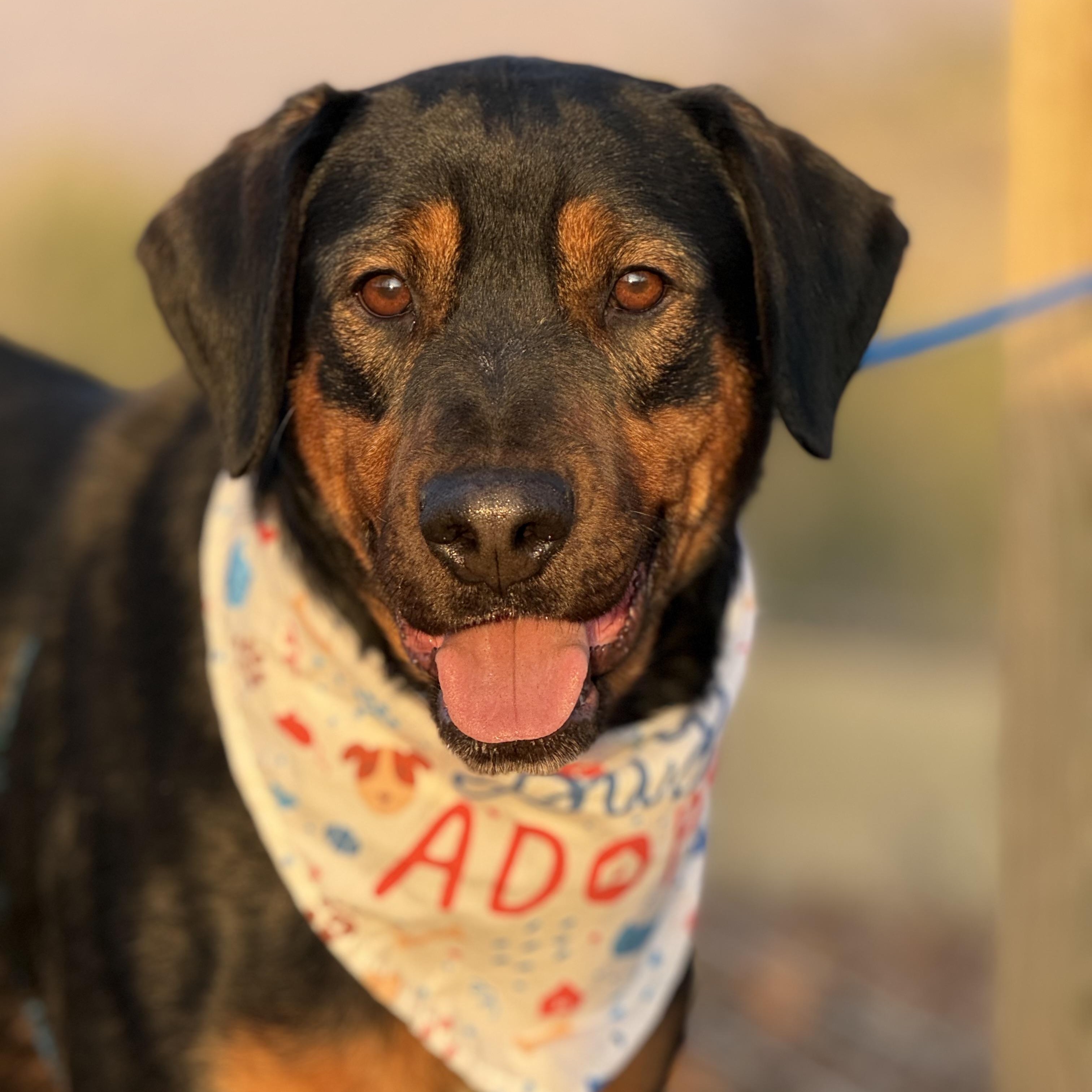 Enlarge Whiskey, a ADOPTABLE mixed breed in Woburn, MA image 1/6