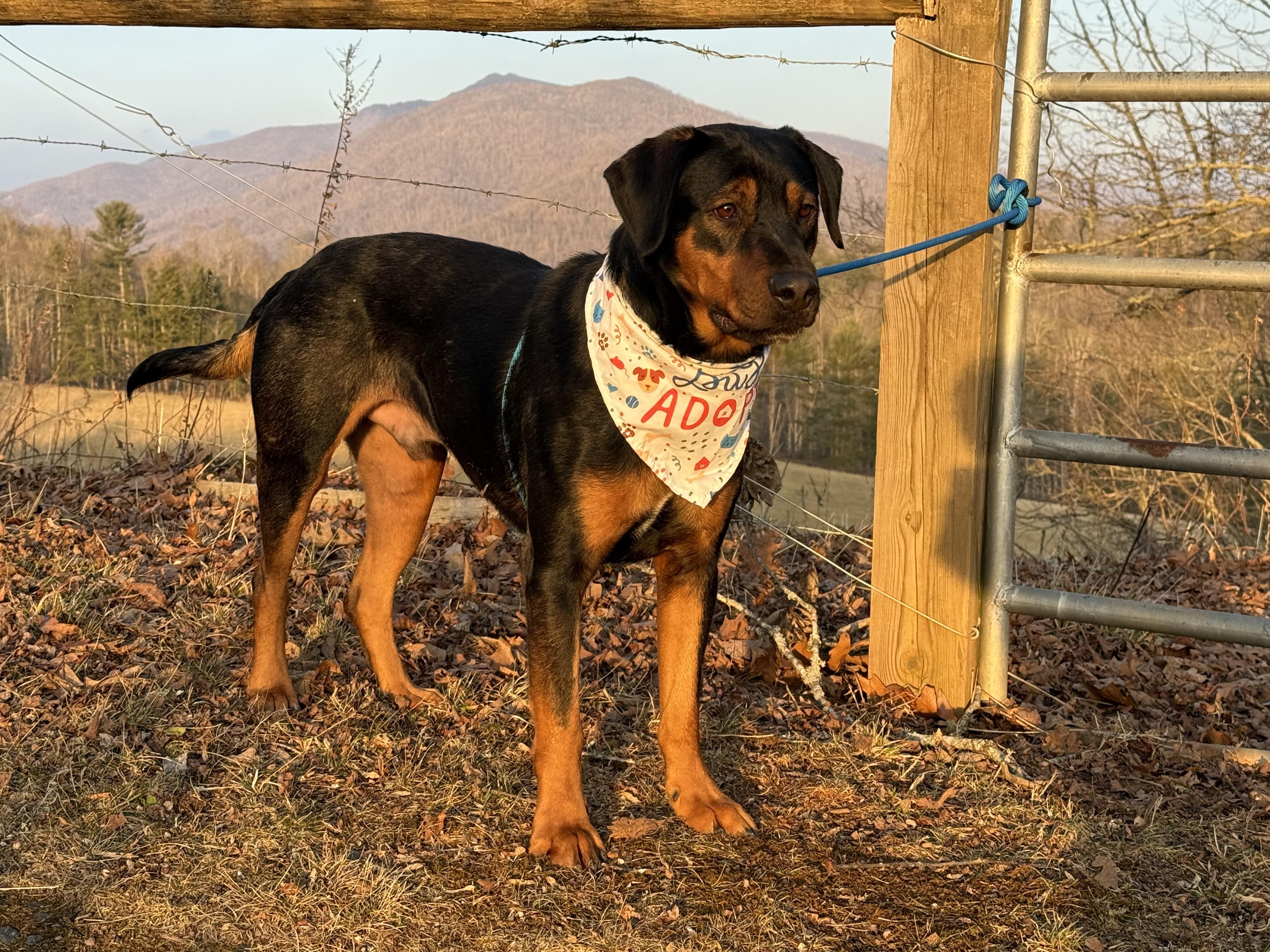 Enlarge Whiskey, a ADOPTABLE mixed breed in Woburn, MA image 2/6