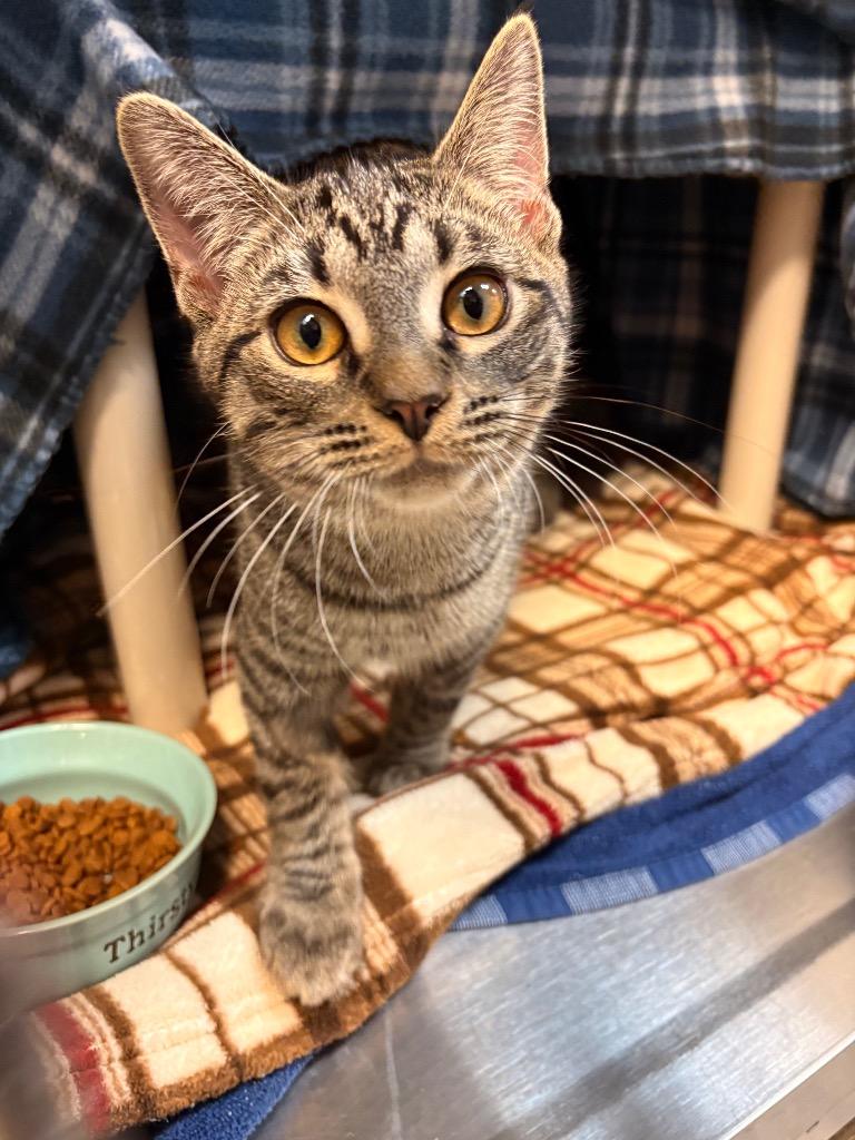 Cupid, Adoptable, Kitten Male Domestic Short Hair.