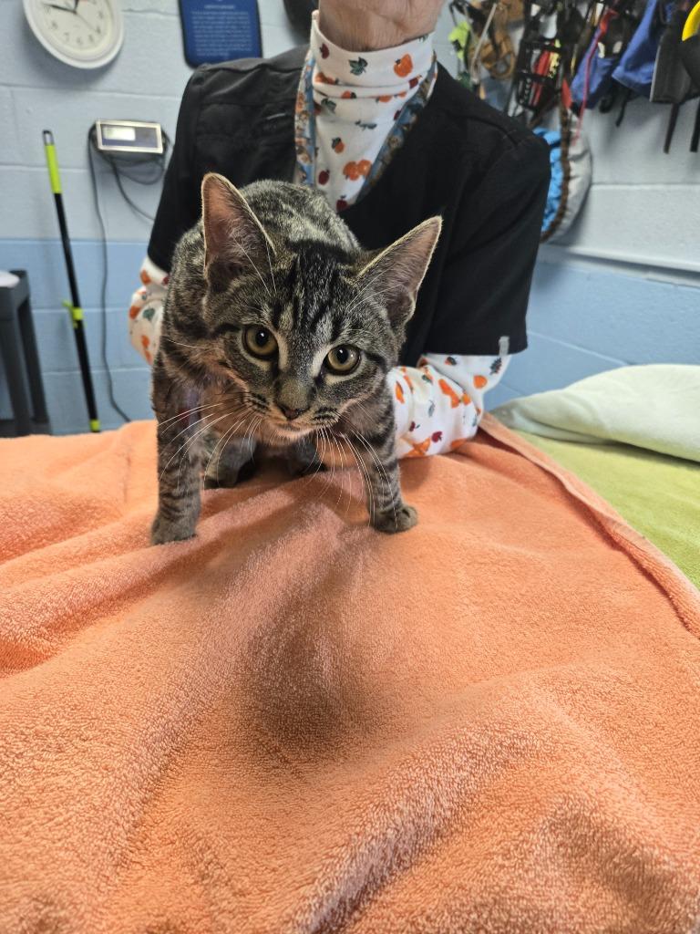 Enlarge Cupid, a Adoptable mixed breed in Detroit, MI image 2/2