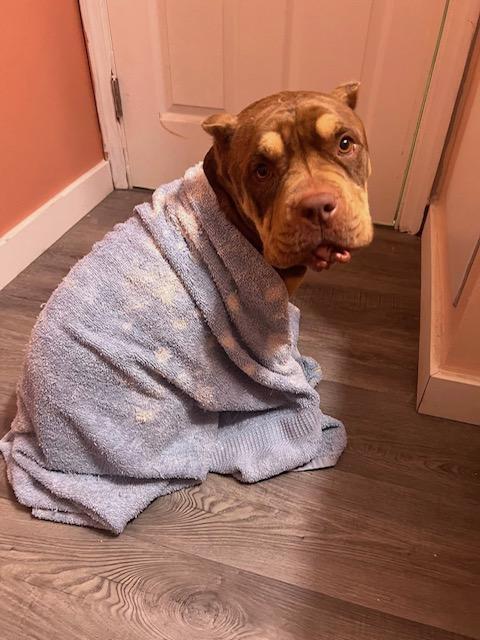 Lippy, ADOPTABLE, Adult Female Pit Bull Terrier.