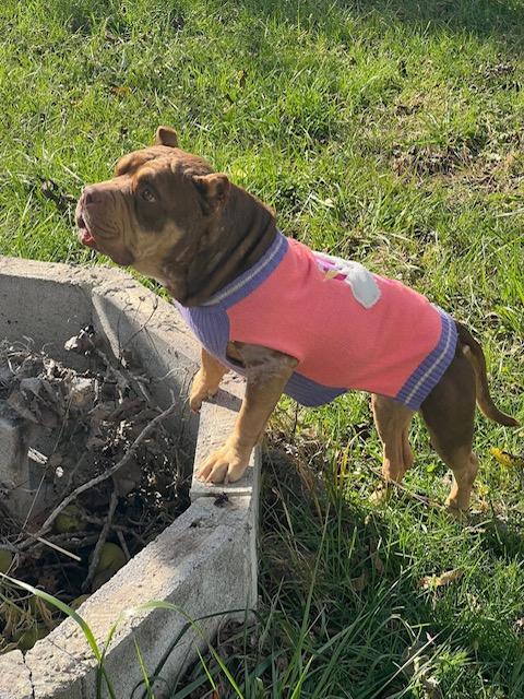 Lippy, a ADOPTABLE mixed breed in Fort Wayne, IN image 2/2