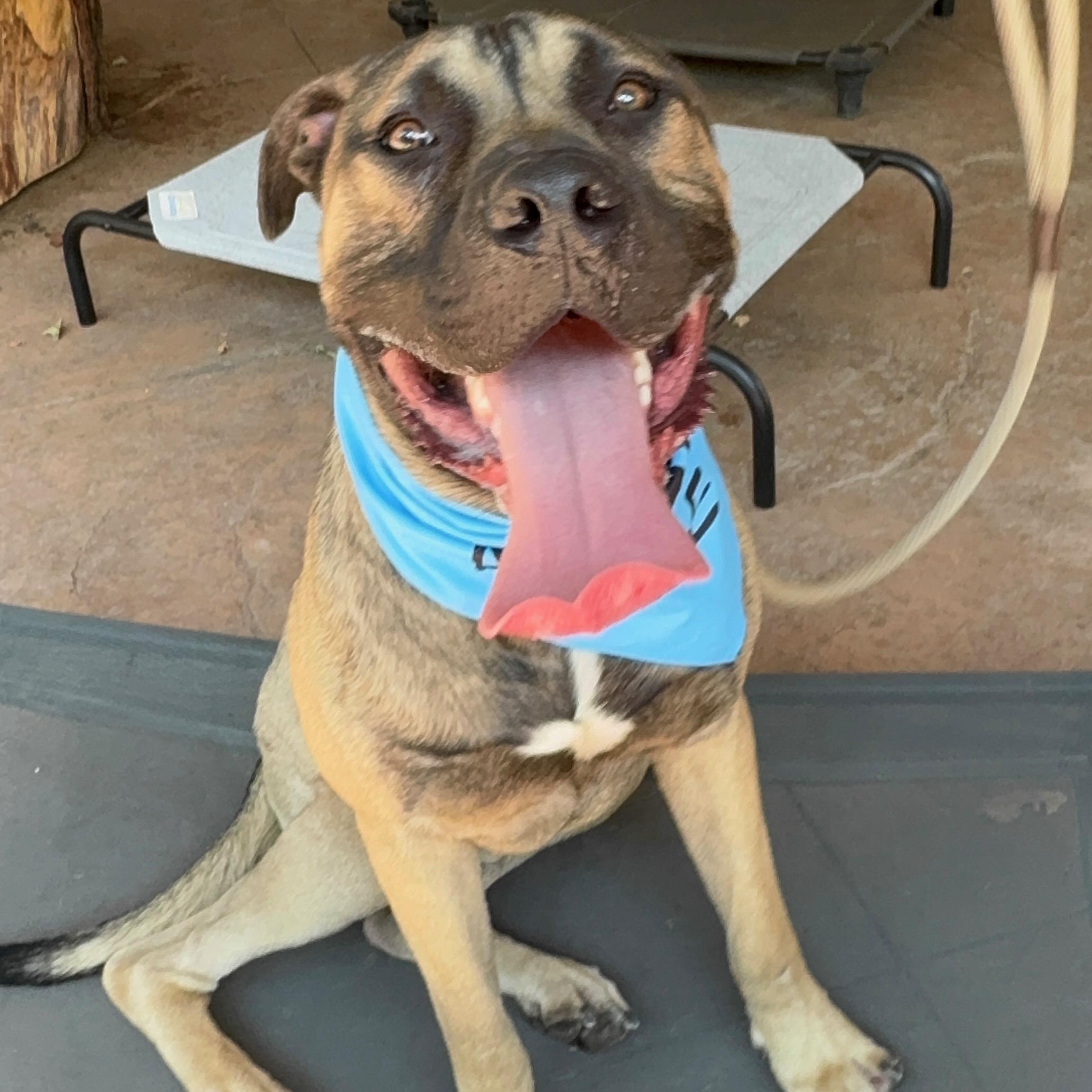 Solo, a Adoptable mixed breed in Sun Valley, CA image 3/6