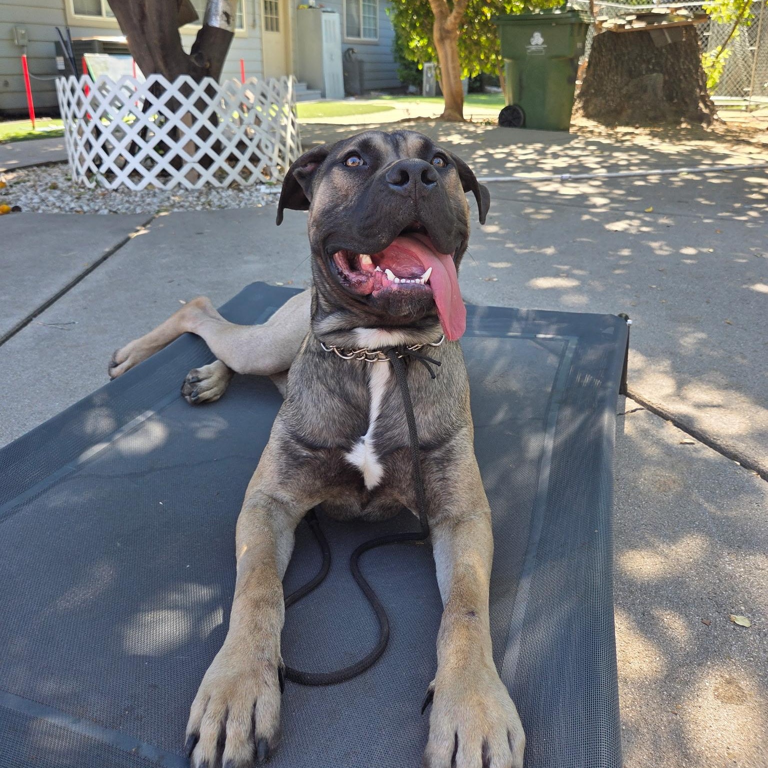 Solo, a Adoptable mixed breed in Sun Valley, CA image 4/6