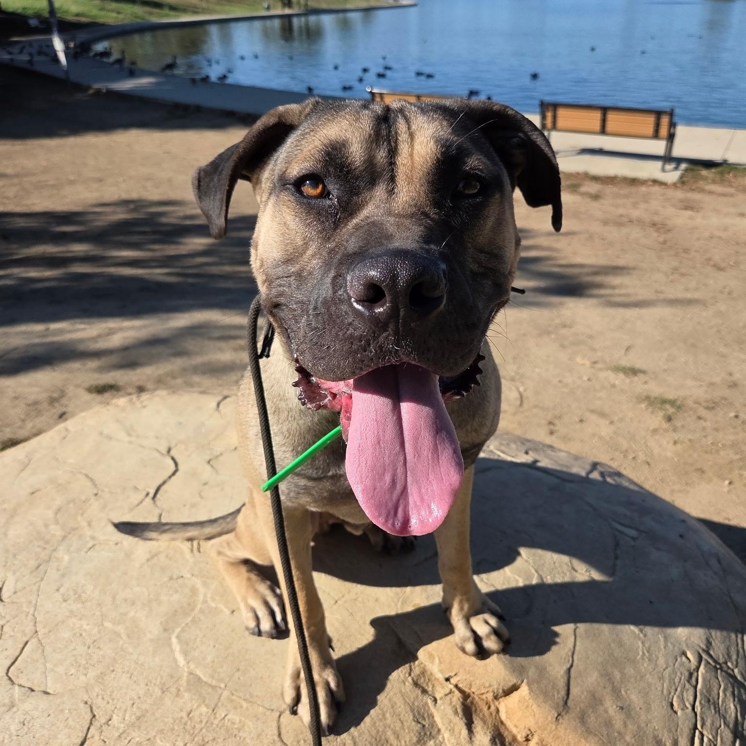 Solo, Adoptable, Young Male Cane Corso & Dogue de Bordeaux.