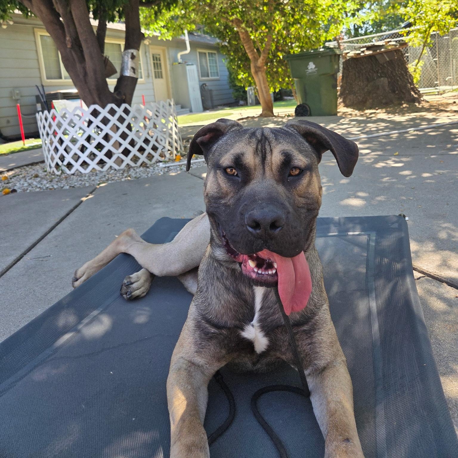 Solo, a Adoptable mixed breed in Sun Valley, CA image 5/6