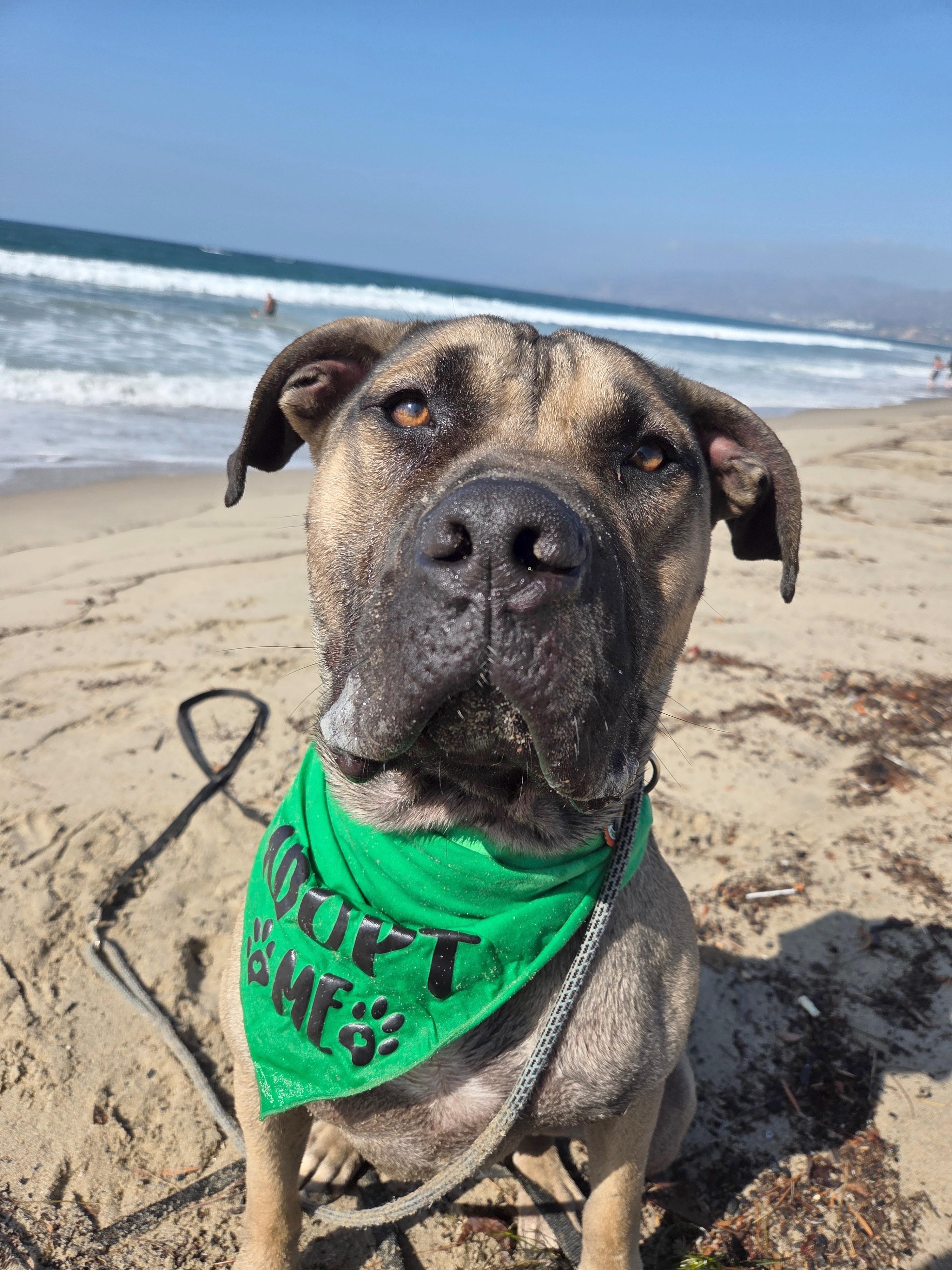 Solo, a Adoptable mixed breed in Sun Valley, CA image 2/6