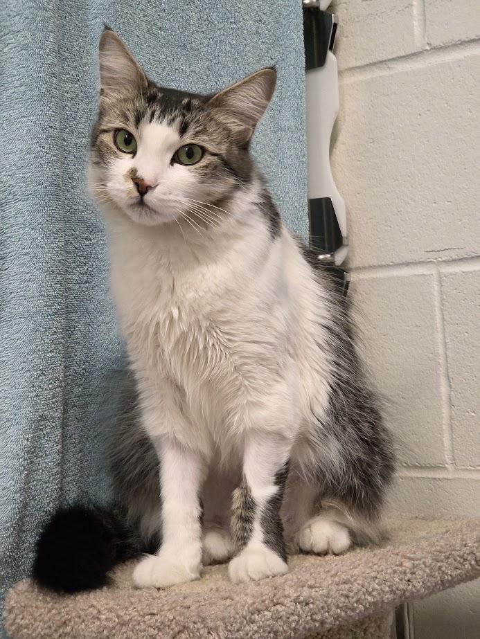 Enlarge Sassy, a ADOPTABLE Domestic Medium Hair in New Westminster, BC image 2/2