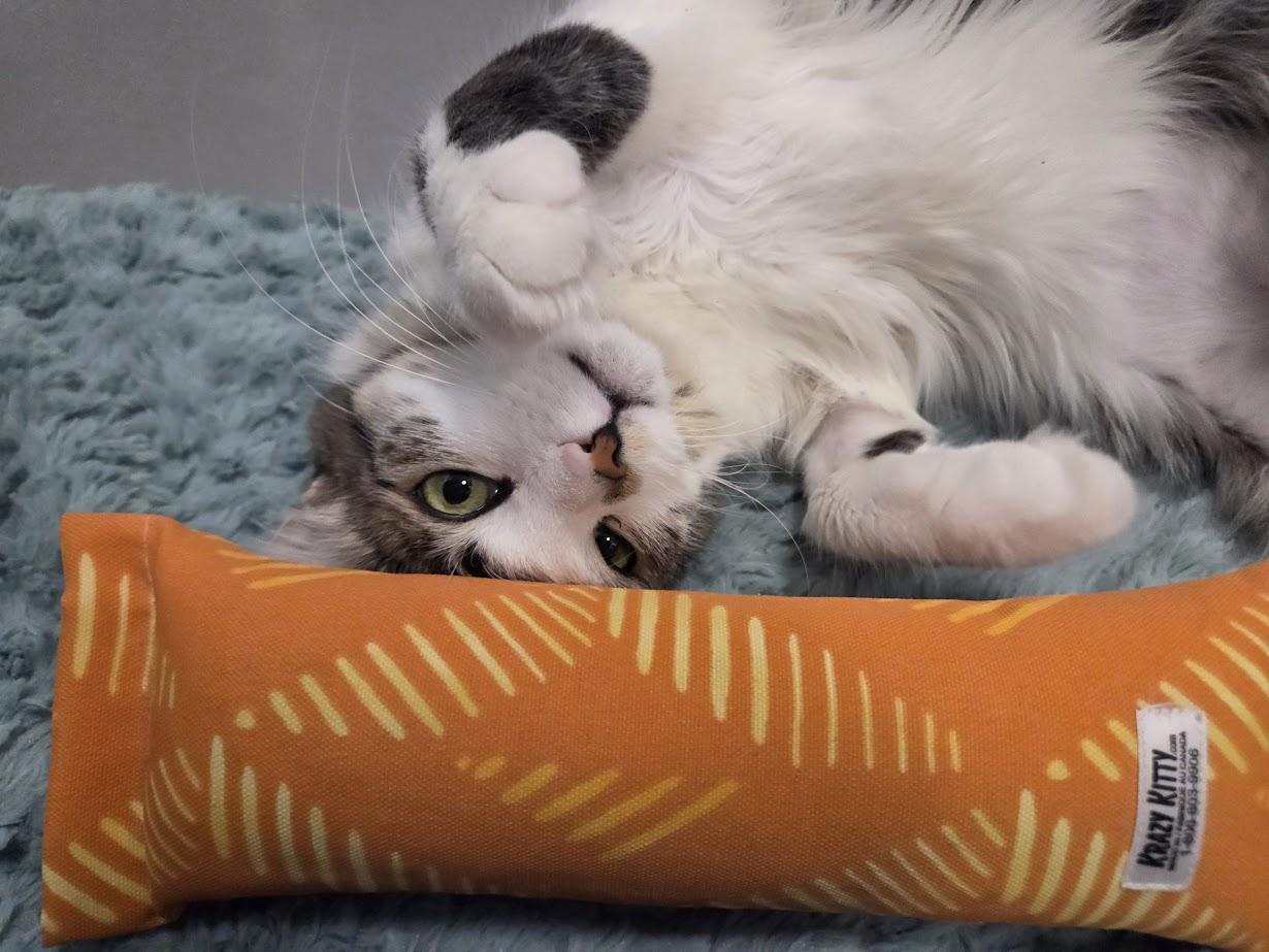 Sassy, ADOPTABLE, Adult Female Domestic Medium Hair.