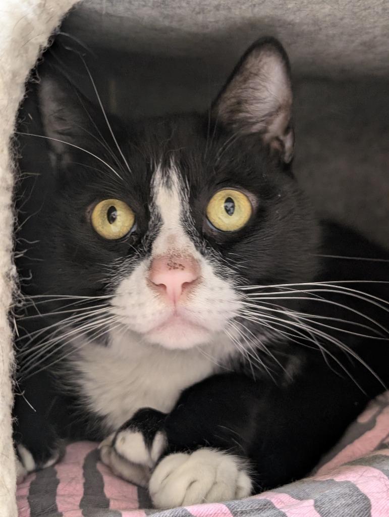 Jarvis, Adoptable, Adult Male Domestic Short Hair.