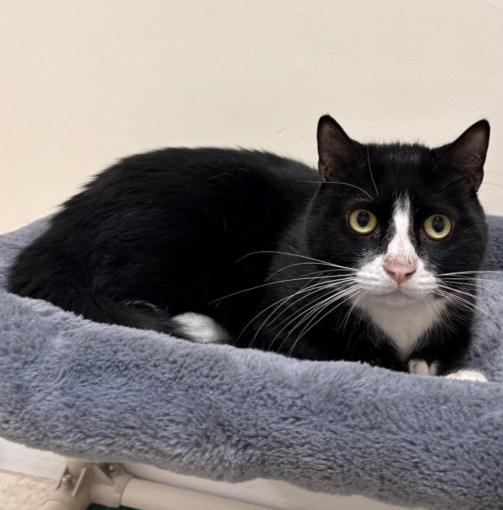 Enlarge Jarvis, a Adoptable mixed breed in Fall River, MA image 3/4