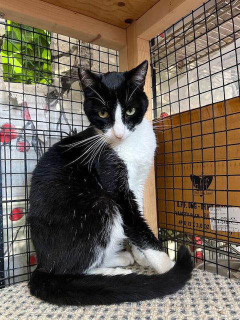 Enlarge Bruce, a Adoptable Domestic Short Hair in Escondido, CA image 1/1