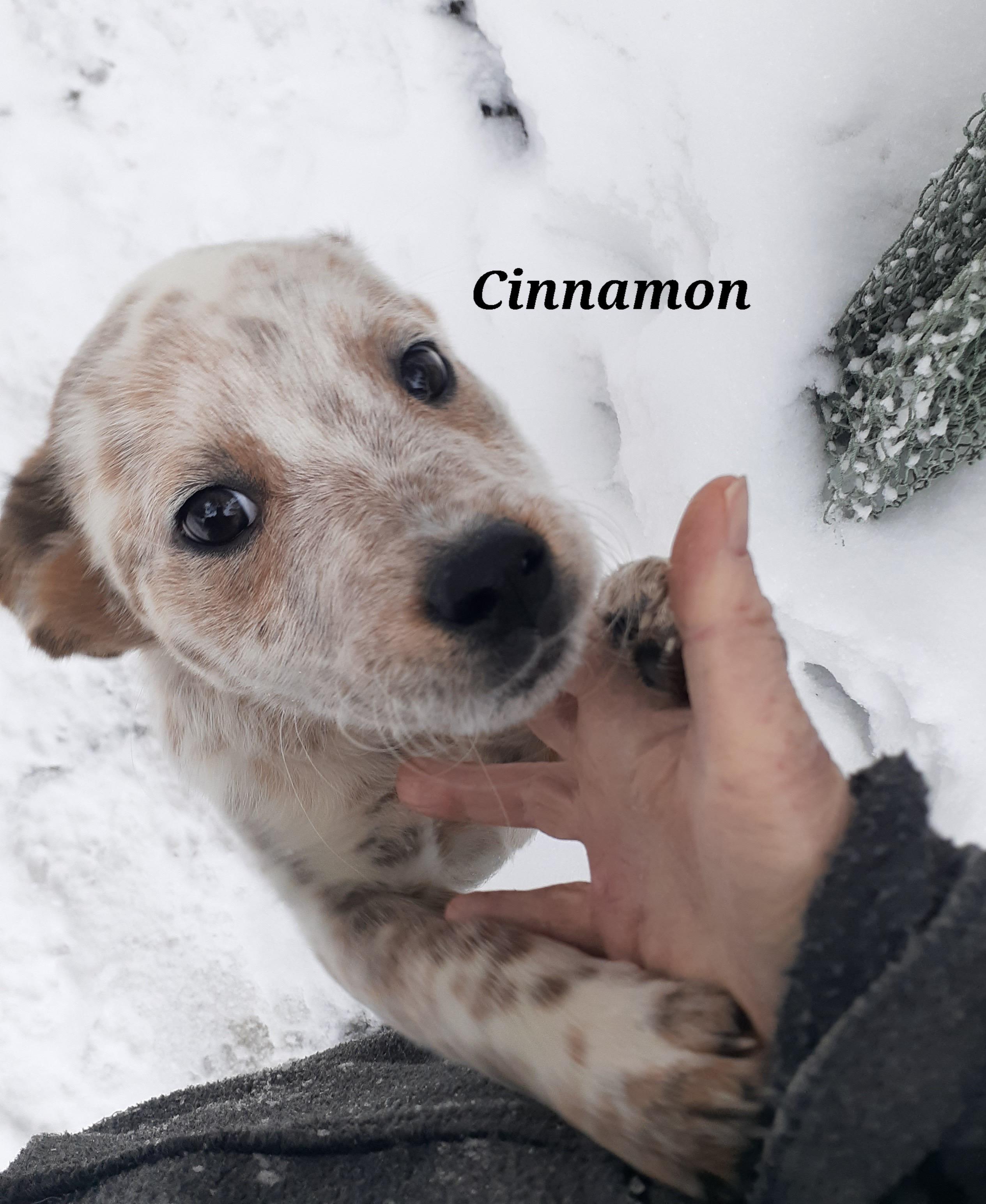 Enlarge Cinnamon, a ADOPTABLE mixed breed in Garden City, NY image 1/6