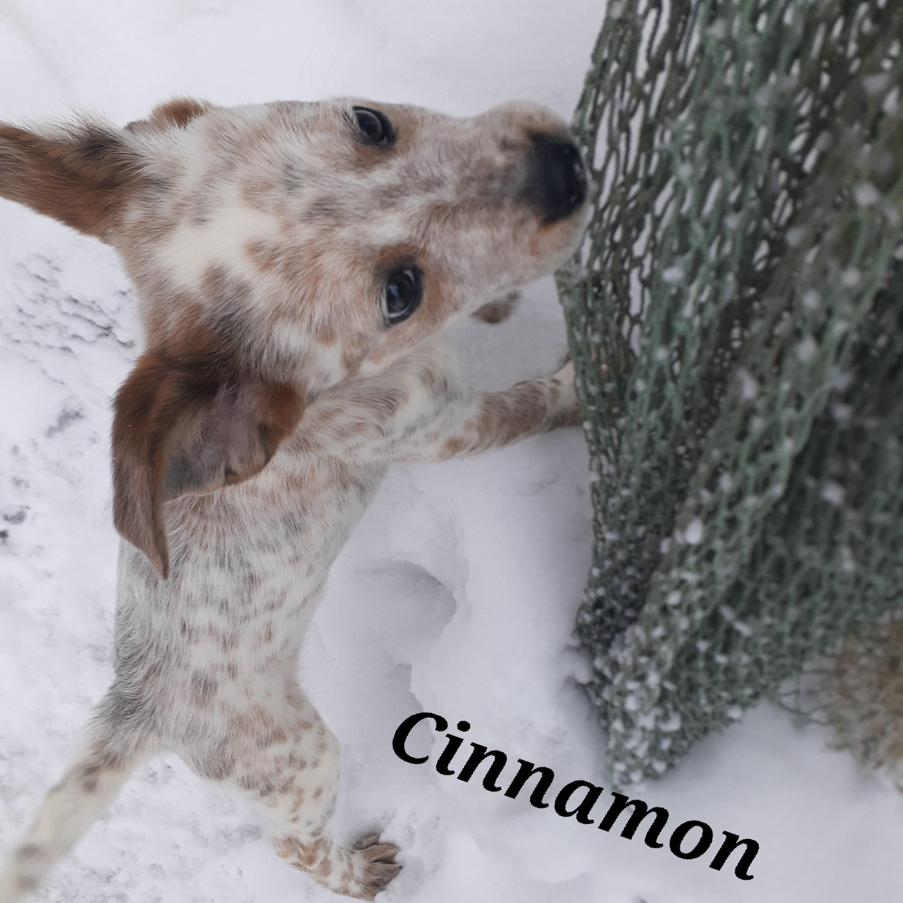 Enlarge Cinnamon, a ADOPTABLE mixed breed in Garden City, NY image 2/6